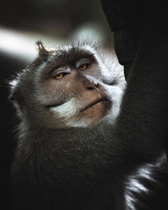 👁 Face to face&hellip;
&bull;
These Balinese monkeys are not only full of energy, they&rsquo;re incredibly bold. Reach for your backpack for a new lens, and you&rsquo;ll see several sets of orange eyes focusing intently on you, waiting to see if you