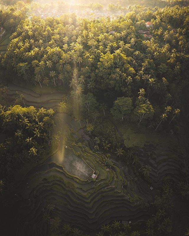 ☀️ Welcome to Tegalalang&hellip;
&bull;
My last day in Bali was probably the finest. At the world famous Tegalalang Rice Terraces in Ubud, I witnessed a spectacular sunrise. With my @djiglobal Mavic 2 Pro, I saw it from a vantage point I found hard t