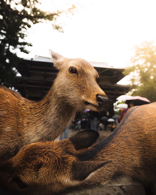 🦌 Catching up with friends in Nara&hellip;
&bull;
Last year exploring the famous deer park of Nara feels like a world away. The deer are incredibly comfortable with humans, and can even be a bit aggressive when you&rsquo;re not there during high sea