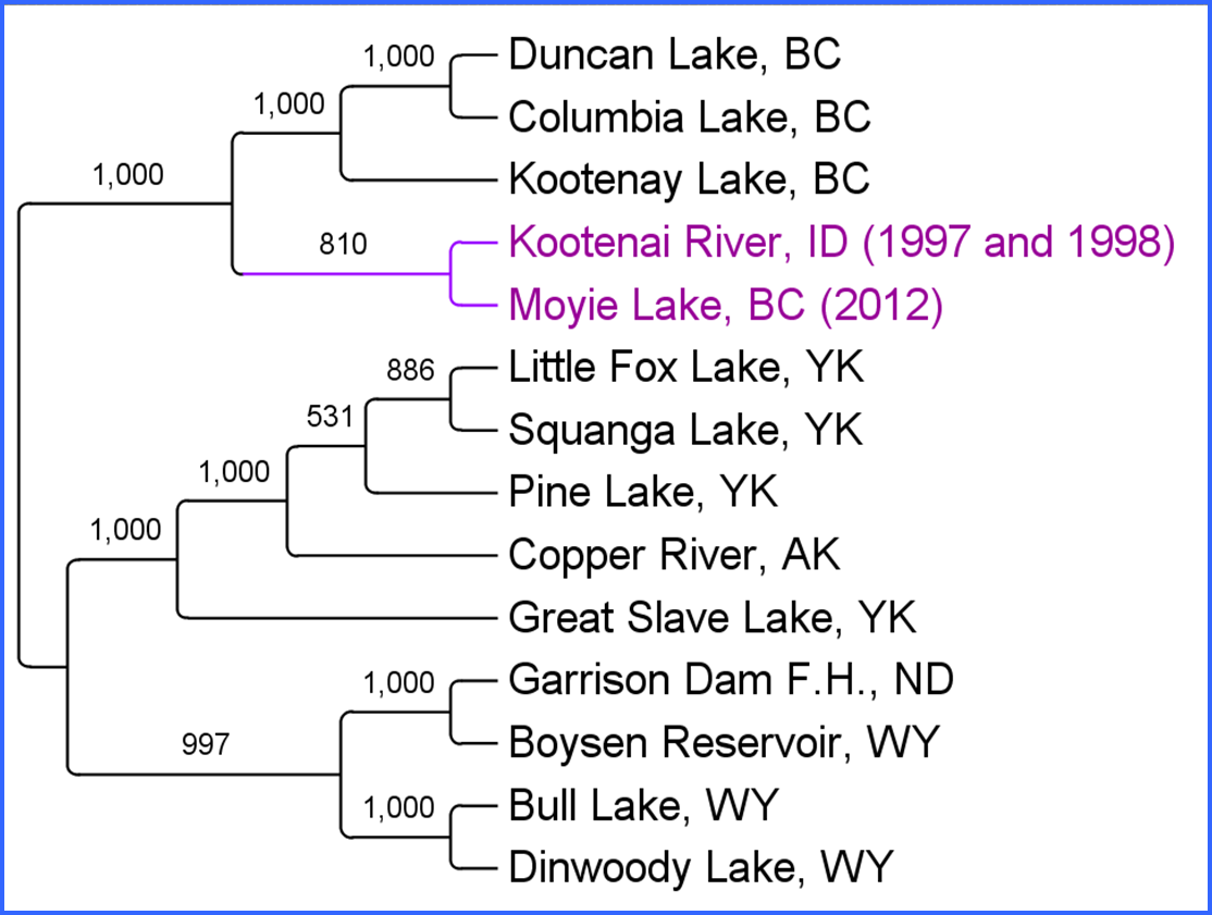 Figure 3. Dendrogram based on 1,690 SNPs showing population relationships among sampled burbot populations. Bootstrap values are reported as the number of the total.