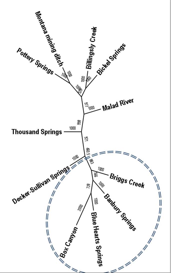 Figure 2. Neighbor-joining dendrogram from genetic distances (Cavalli-Sforza and Edwards 1967) between all populations.
