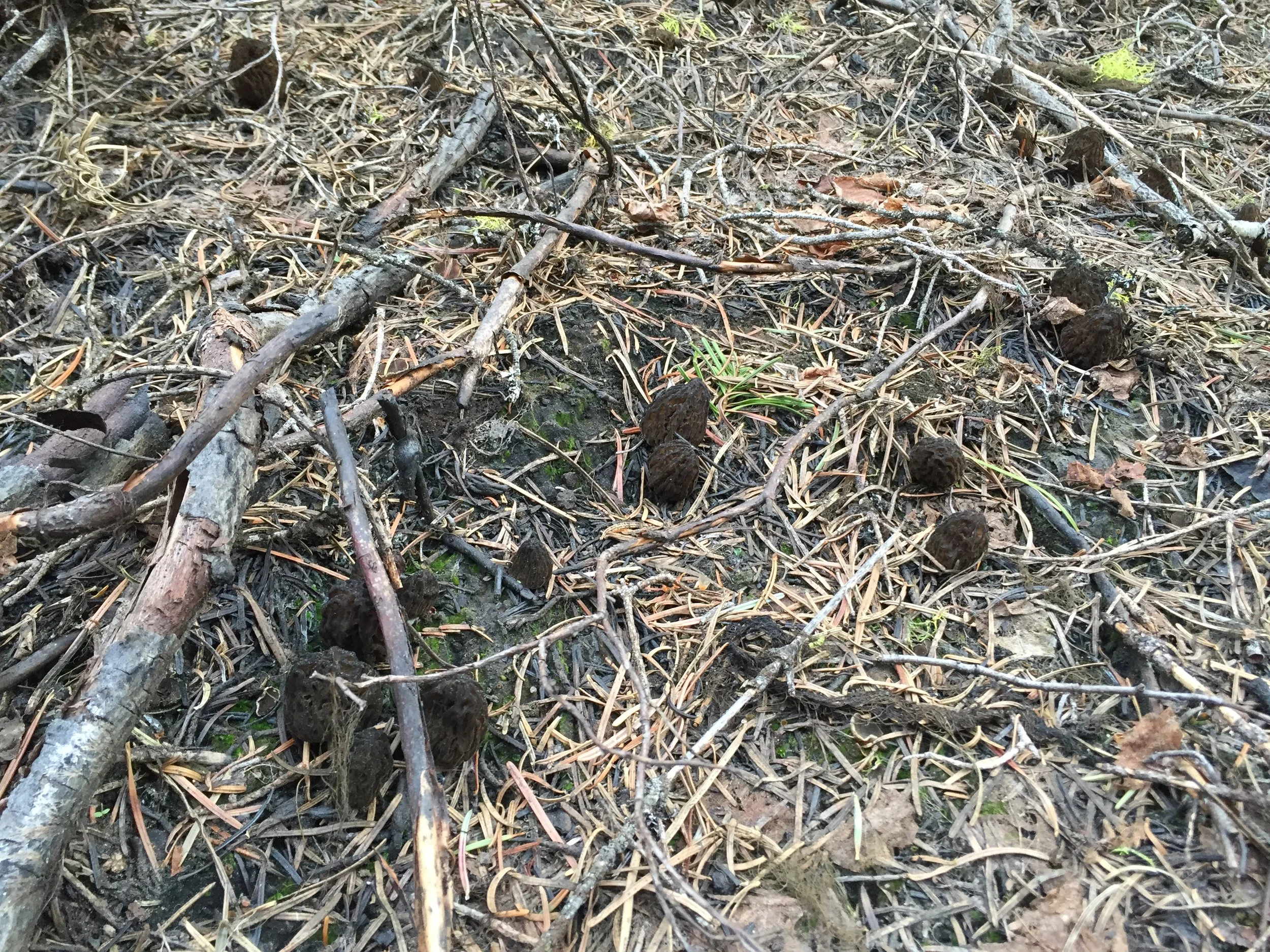 Morel Hunting 001.JPG