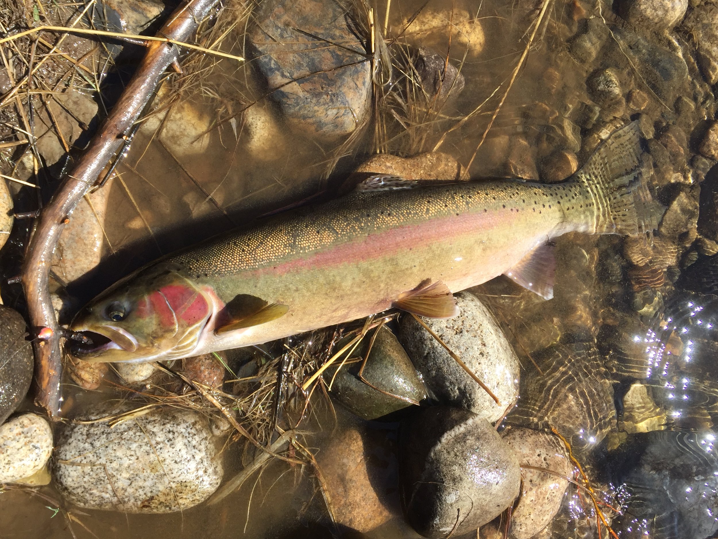 Matt's steelhead.JPG