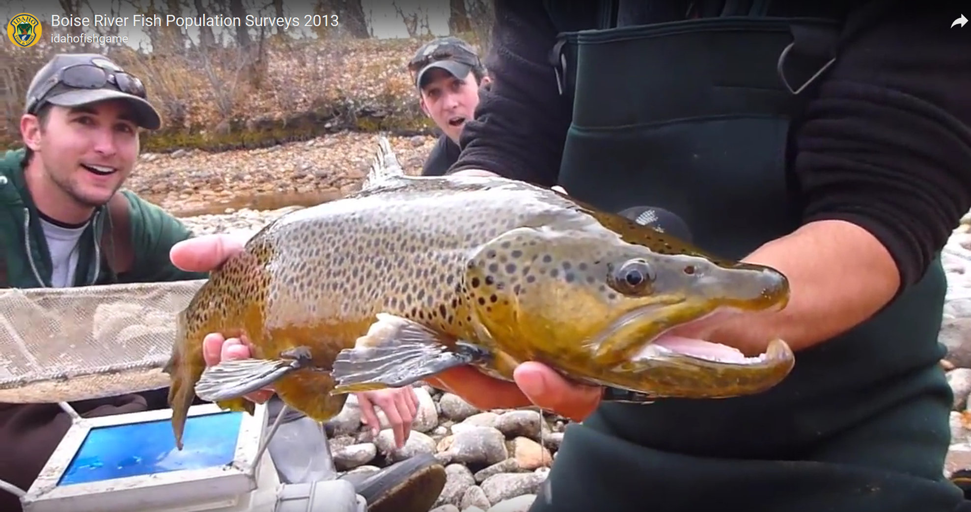 Huge Brown.png
