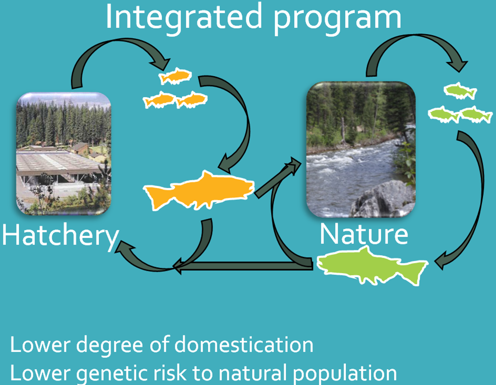 Integrated Hatchery Program.png