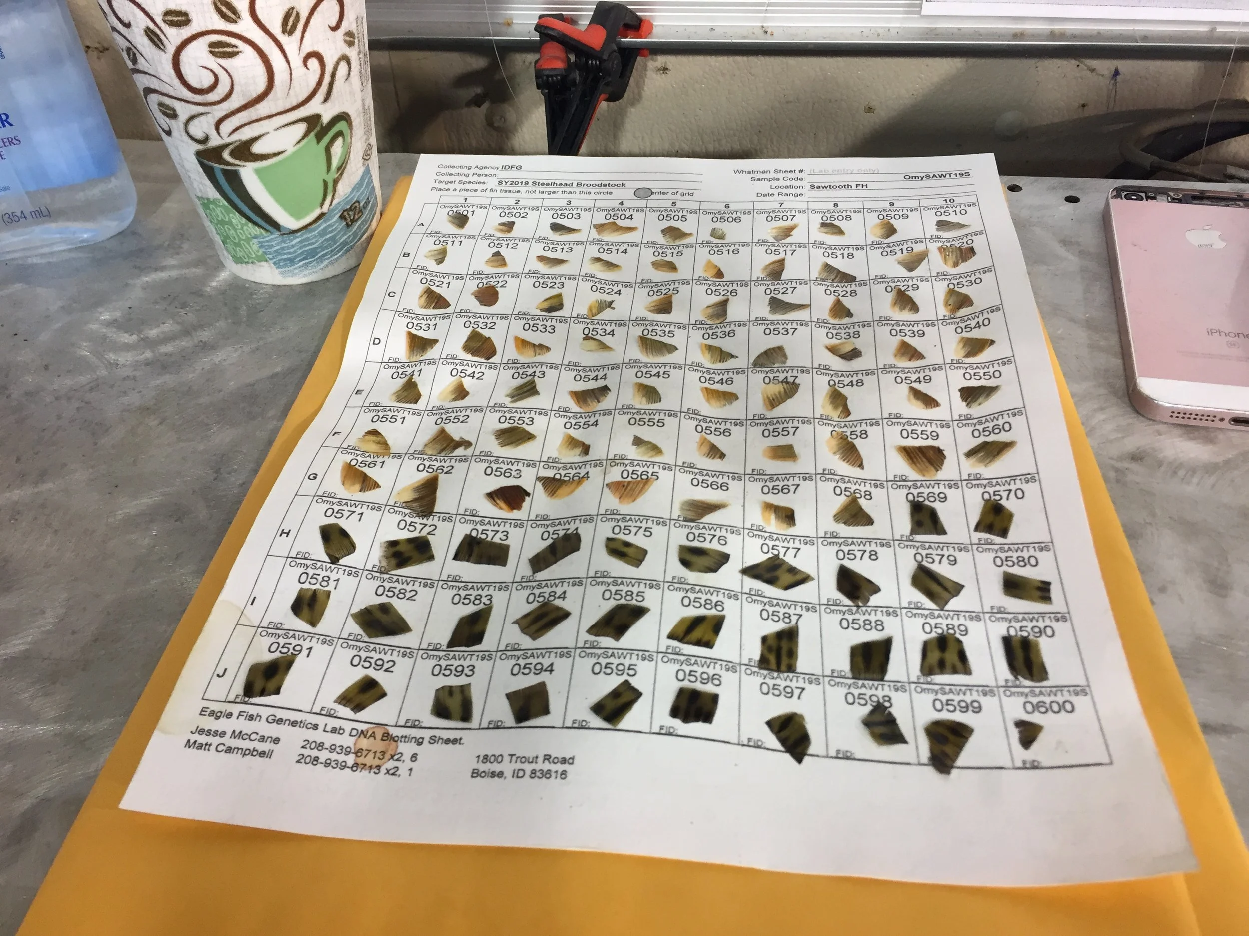 Fin clips on Whatman sheets