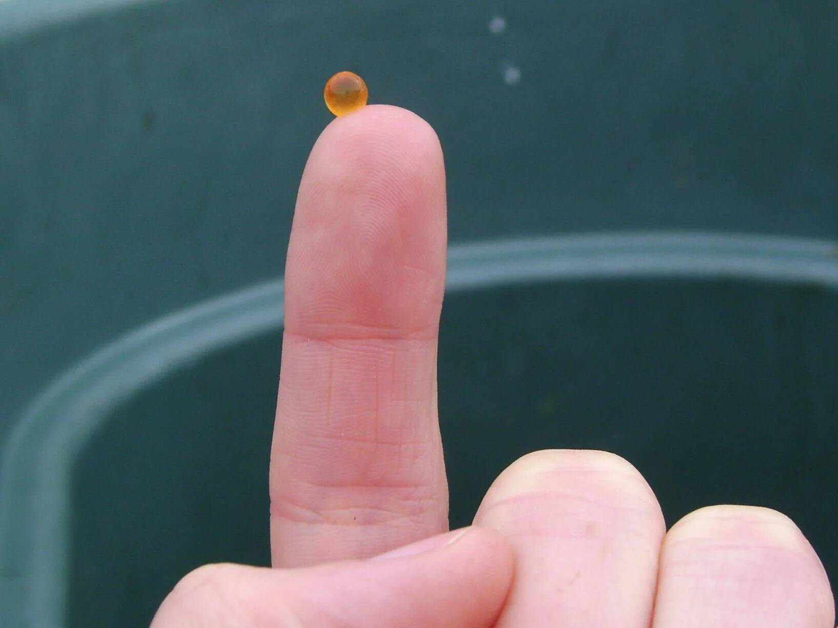 Faster, cheaper way to detect triploids