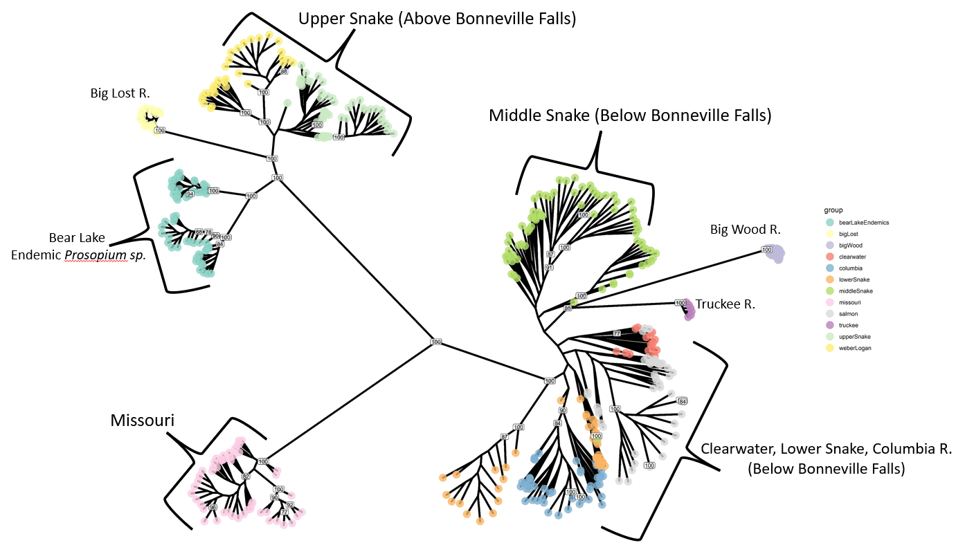 Mountain Whitefish tree.PNG