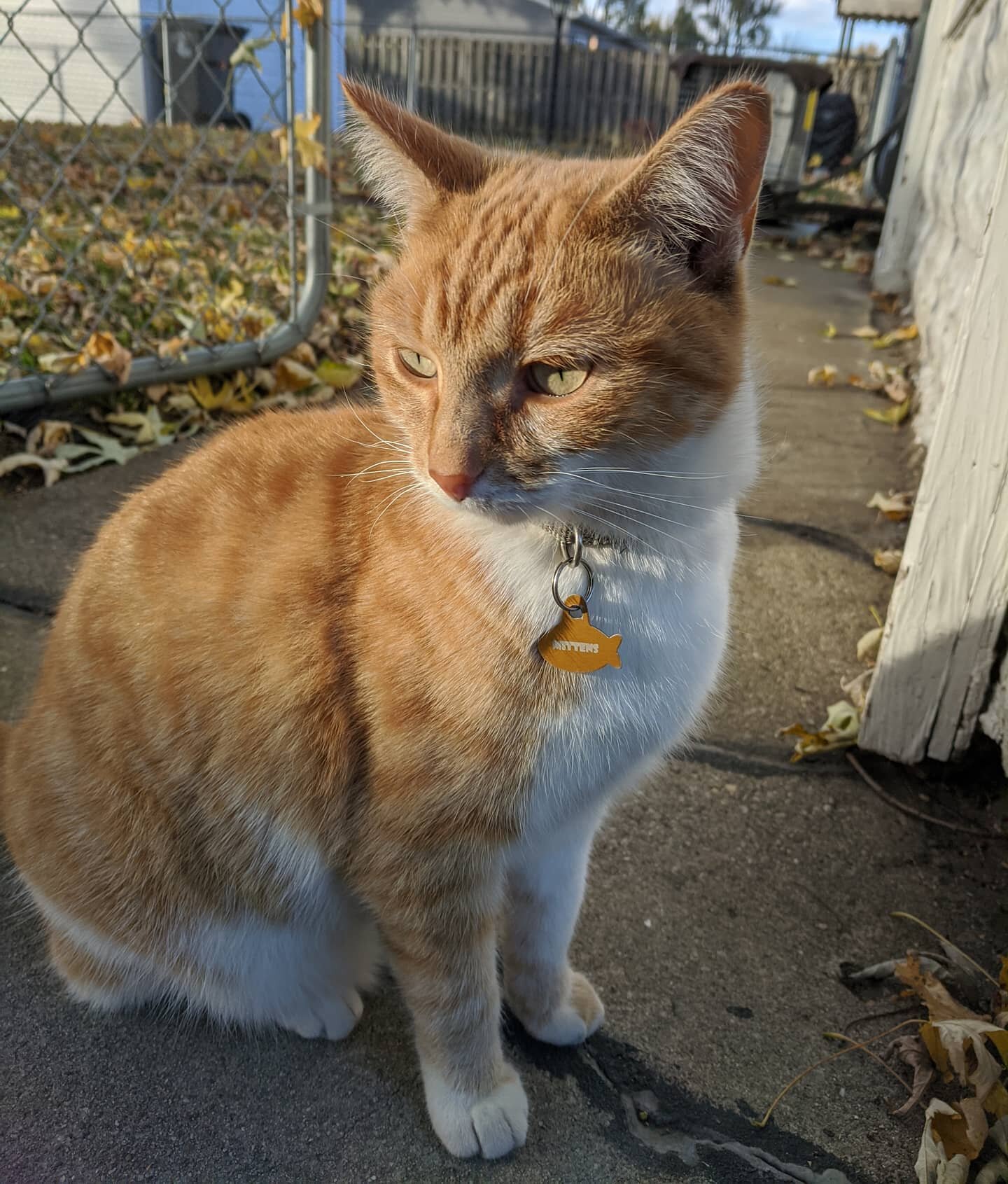 Sir Mittens would like a word with you.