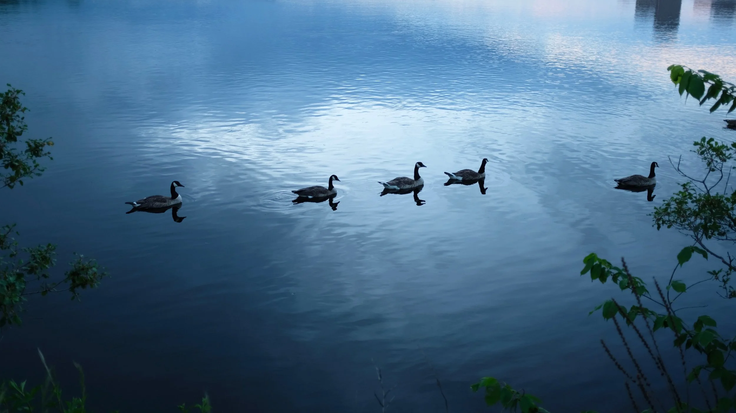canadian-geese-swim-on-pond.jpg