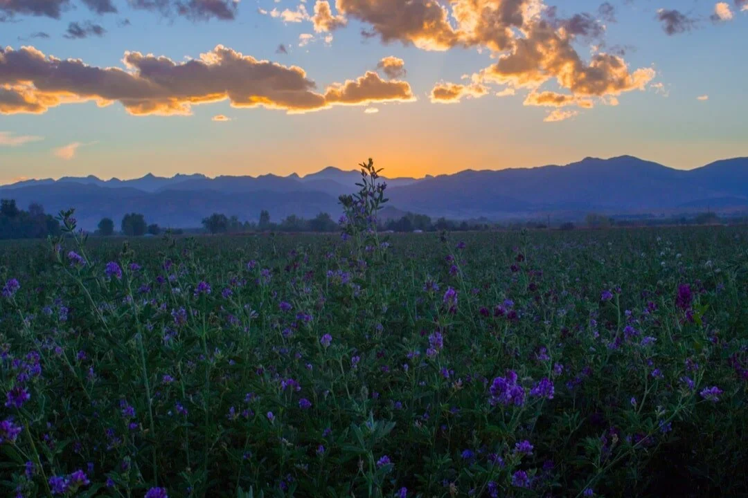 CASEMENT-purple-sunset-field-of-flowers-min.jpg