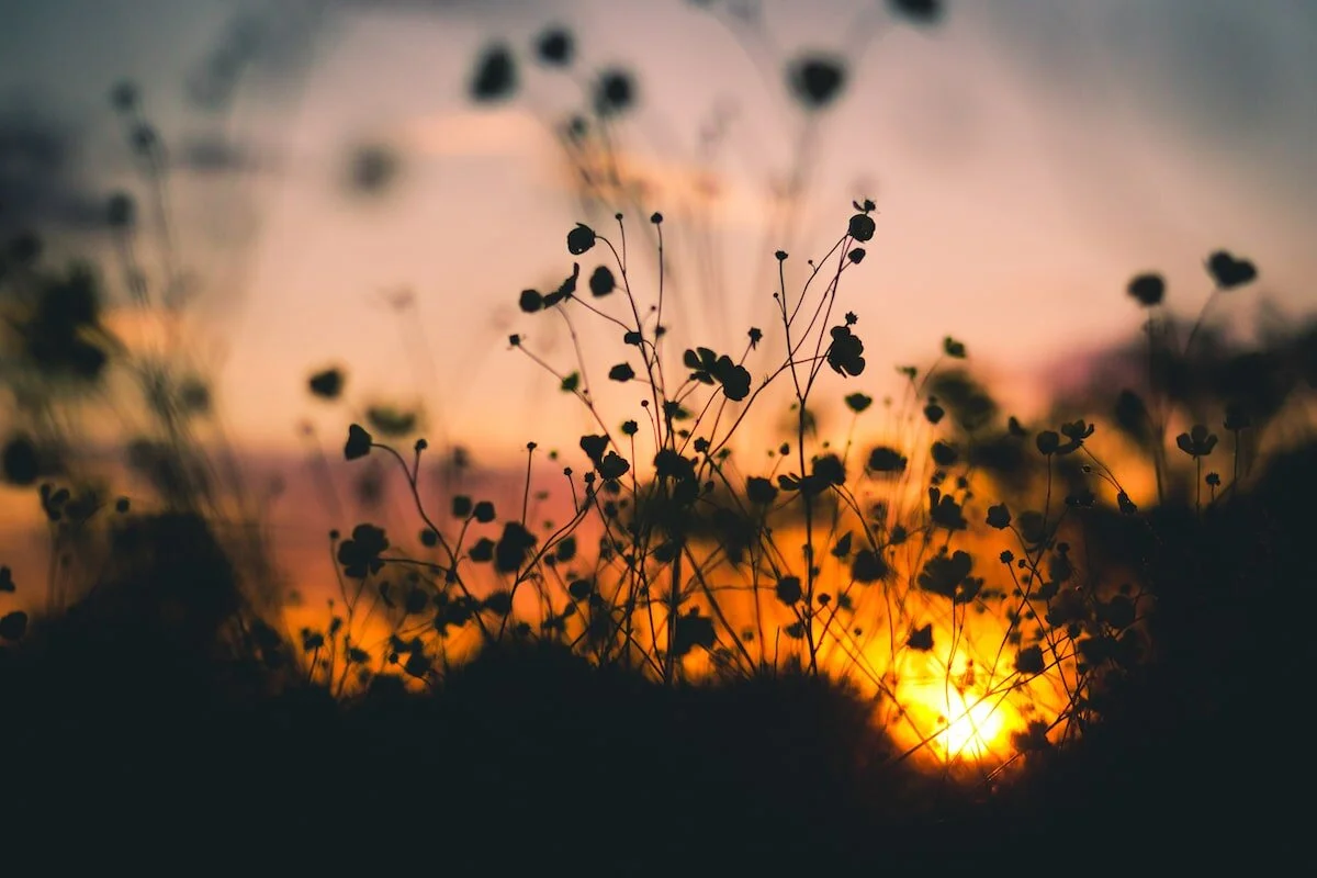 CASEMENT-nature-sunset-flowers-silhouette-min.jpg