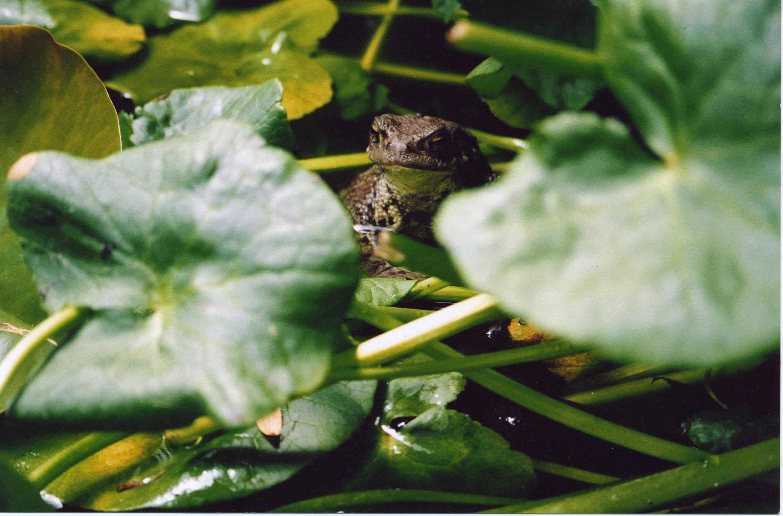 'Ethel' Toad - Nottinghill