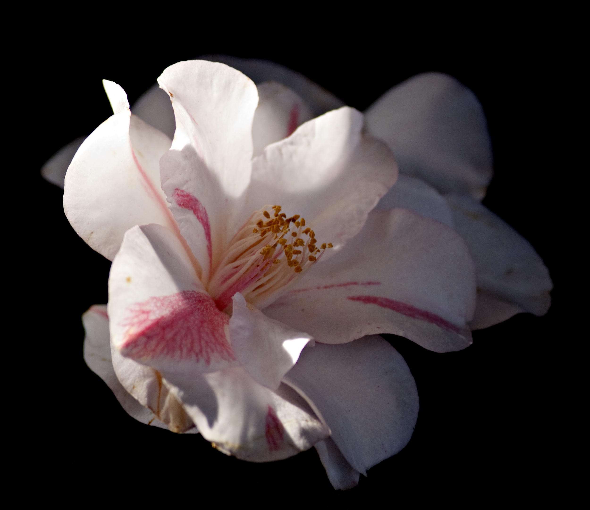 White Camellia 1 / Desmonema