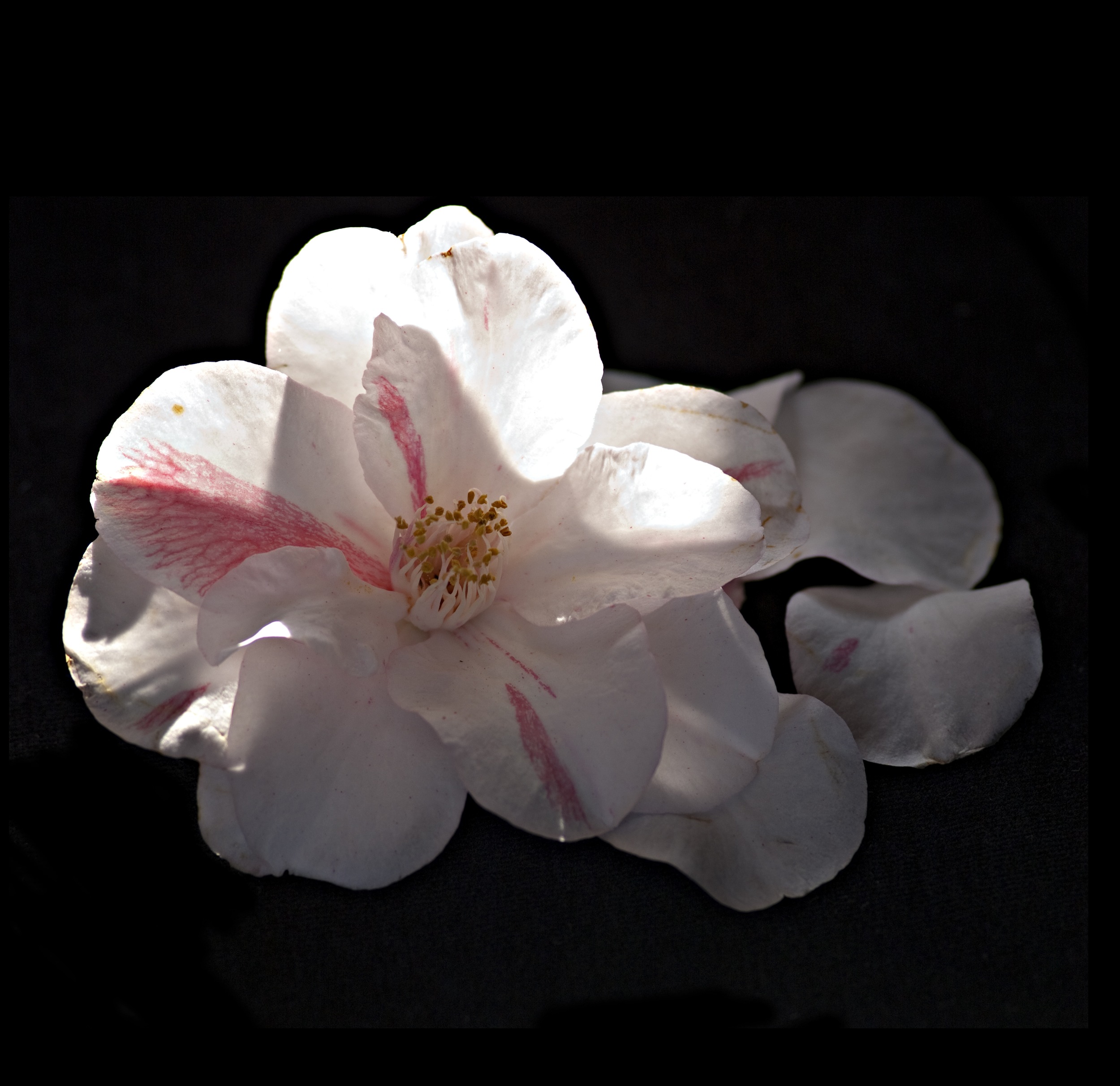 White Camellia 2 / Desmonema