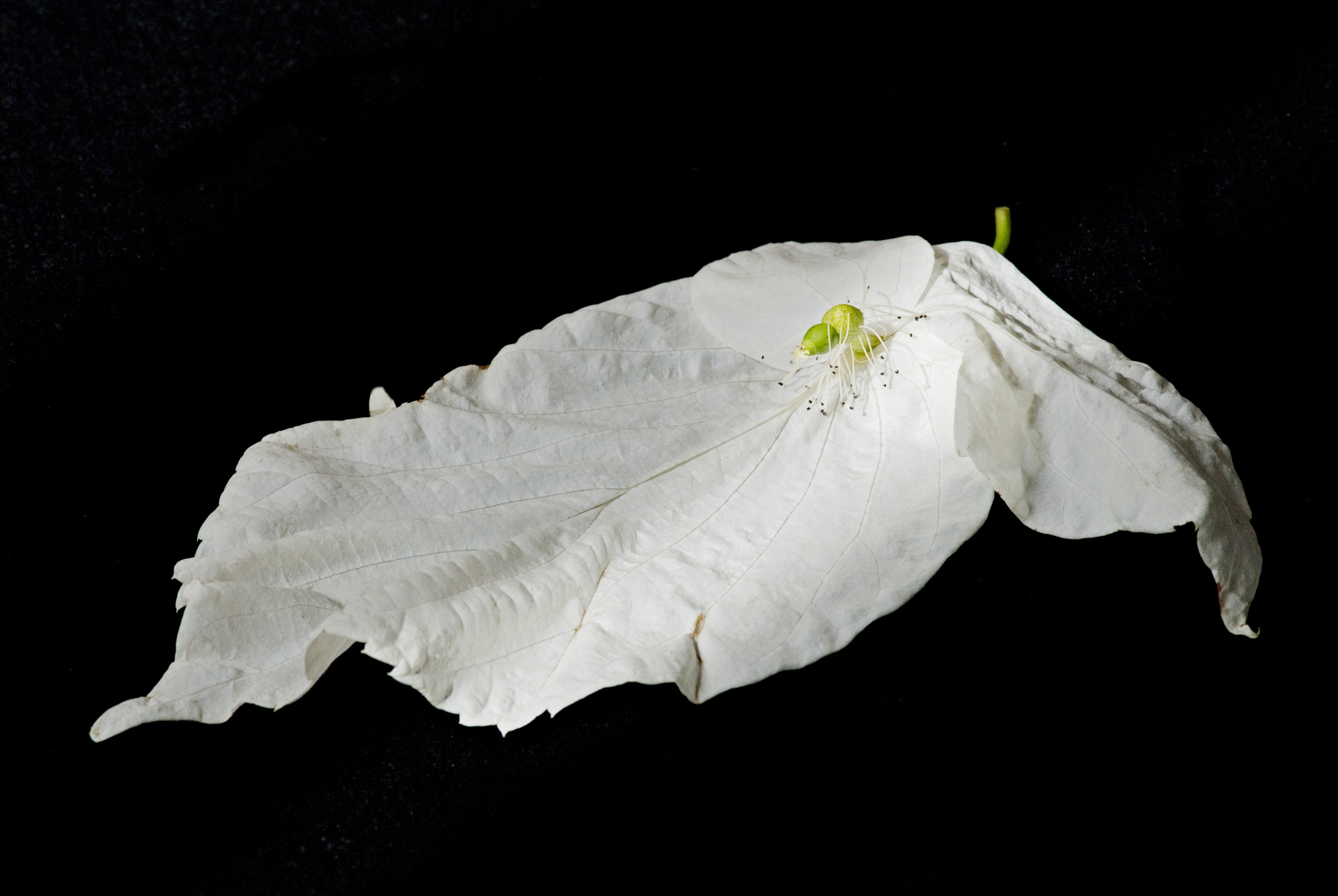 Handkerchief Bract / Threadfin Snailfish