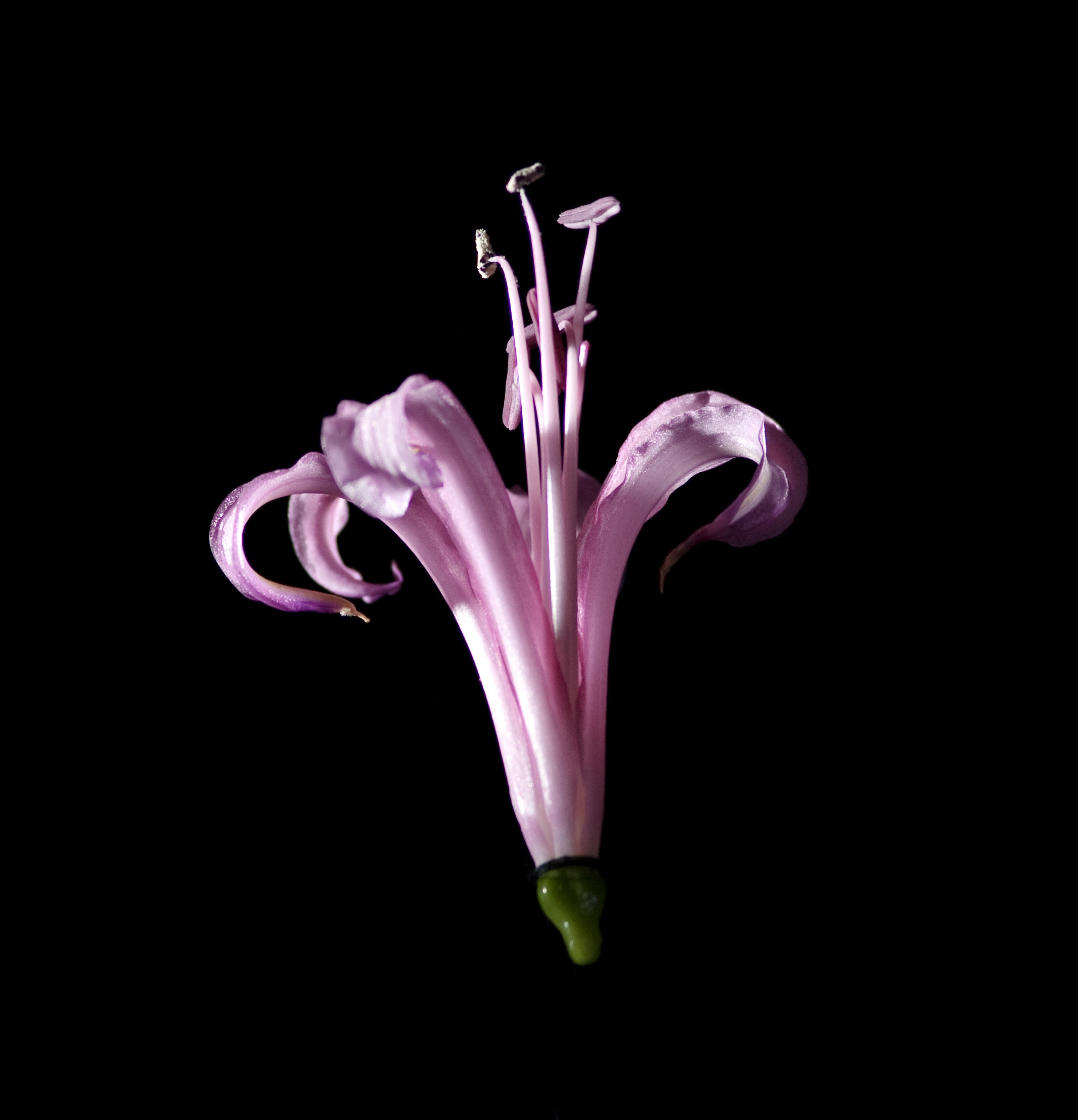 Nerine Lily / Unidentified Species