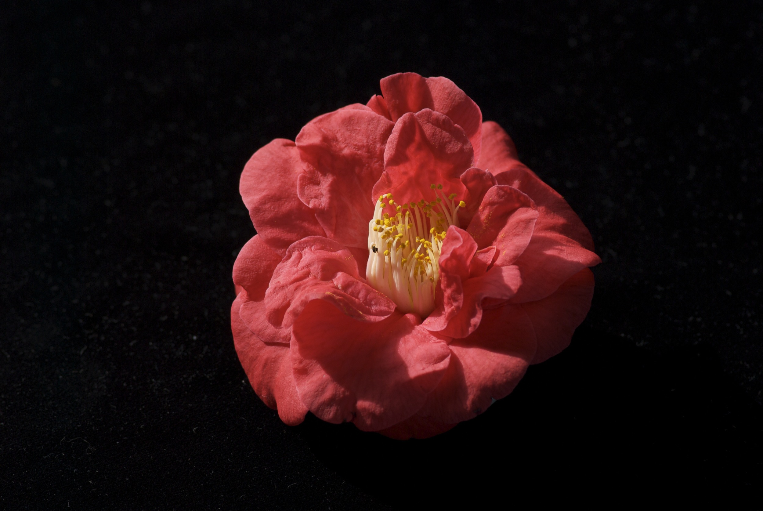 Red Camellia / Pink Crinoid