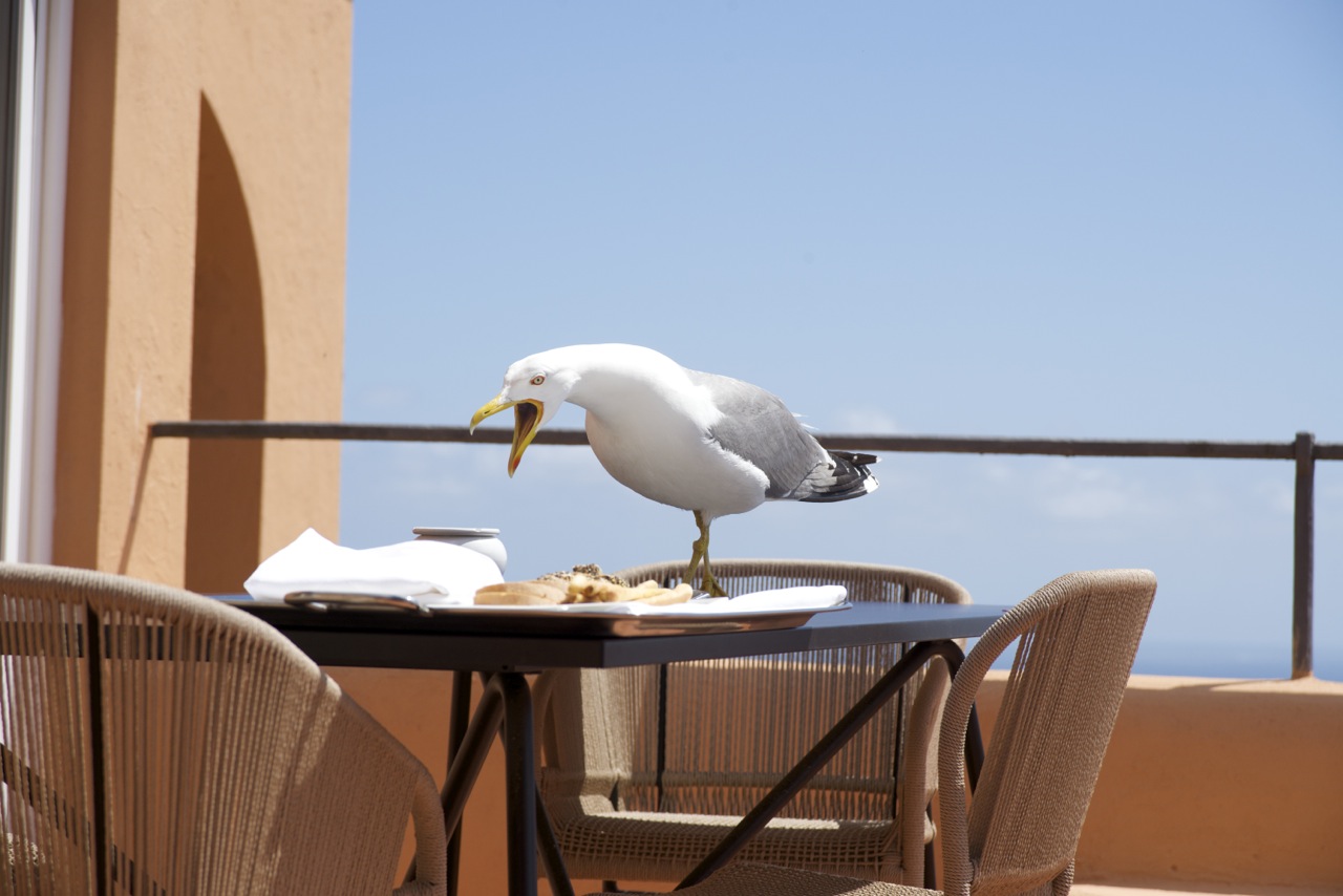 Seagull - Capri, Italy