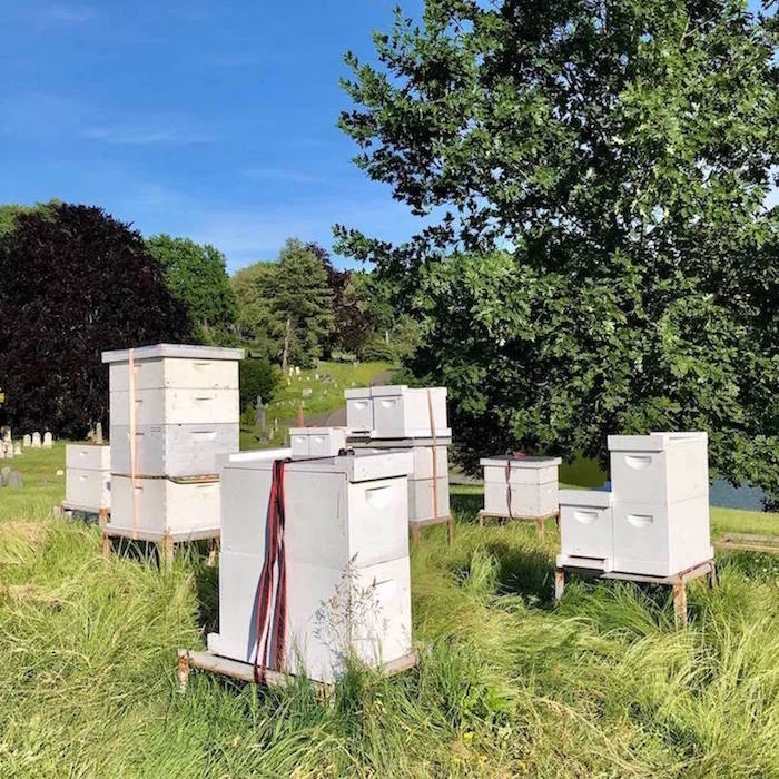 cemetery hives
