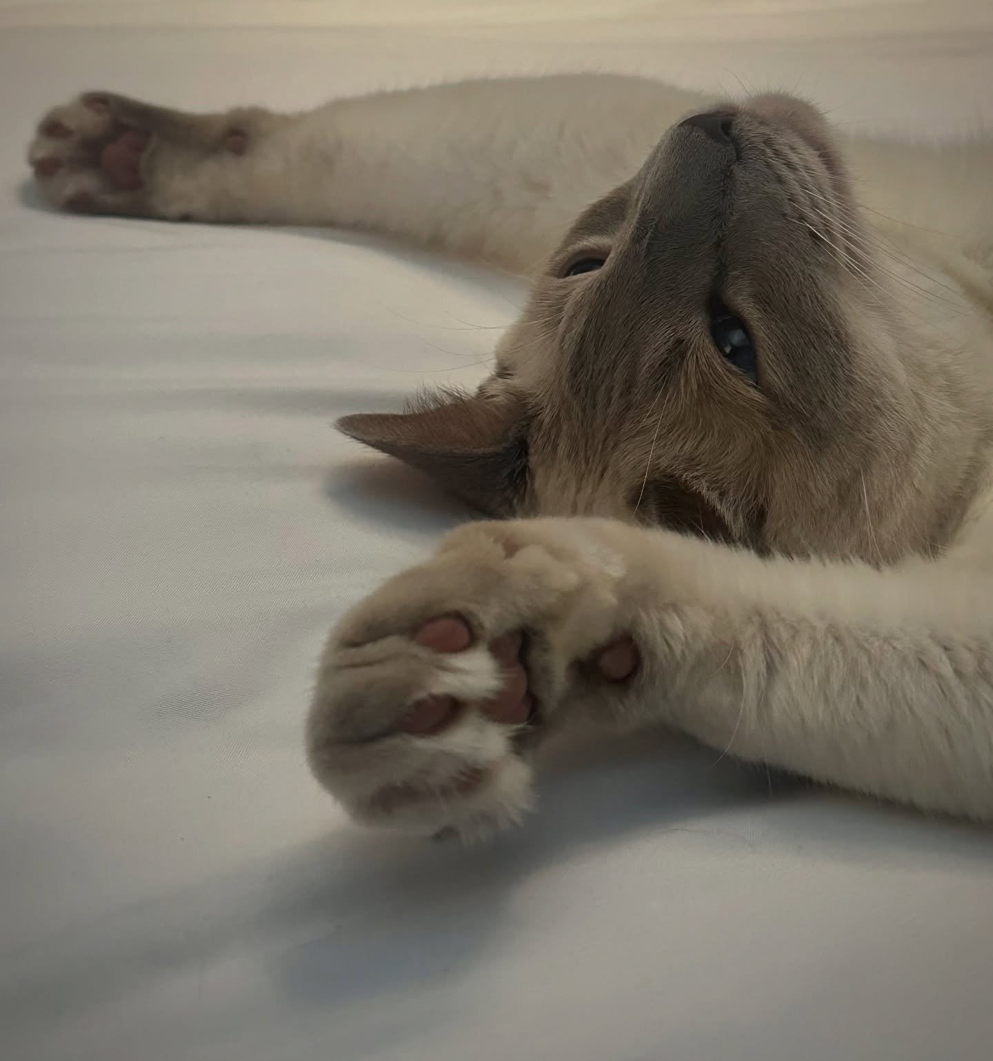 Wednesday mood. 

#siamesecats
#ditmaspark