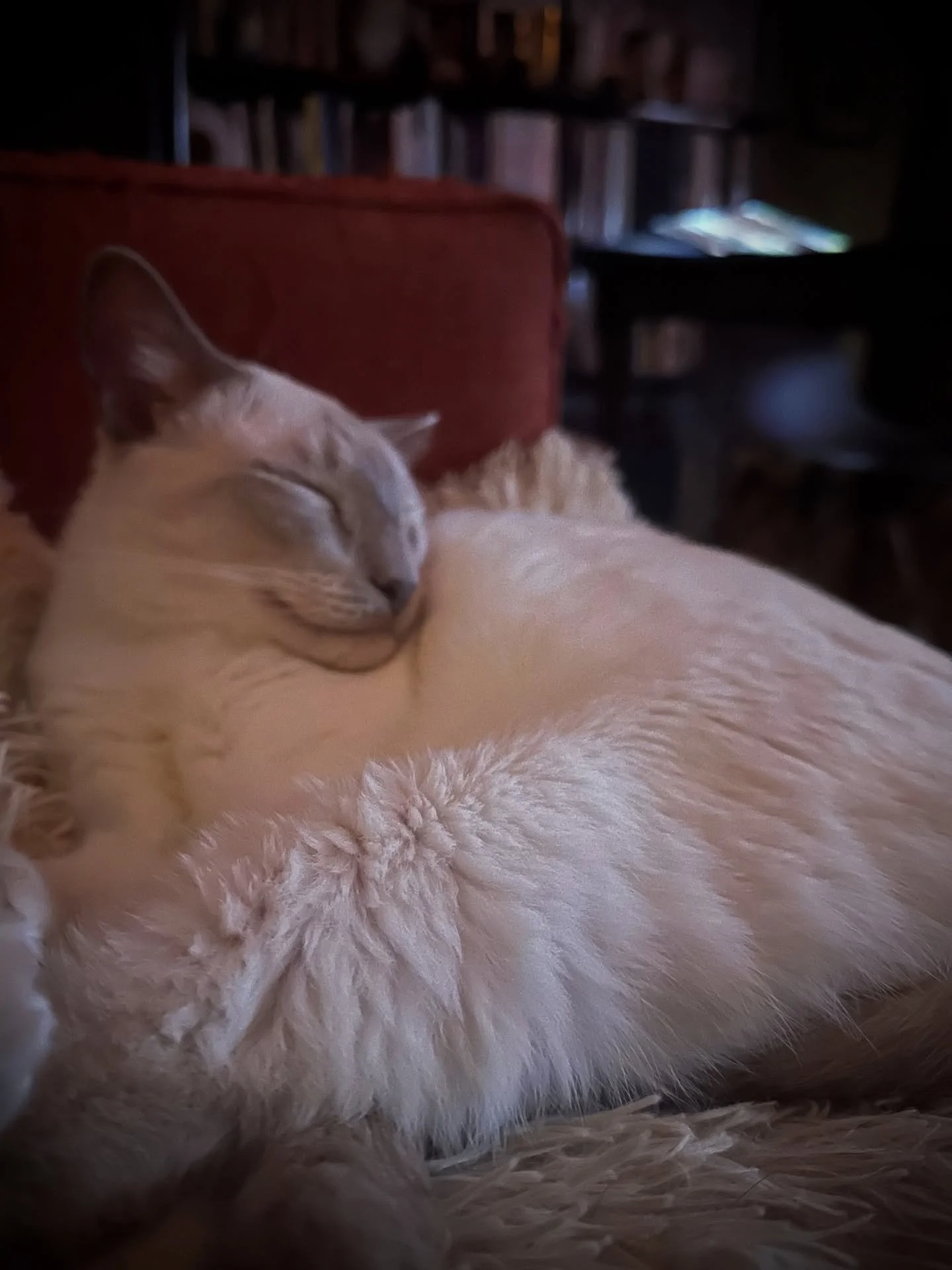 Sunan&rsquo;s winter coat