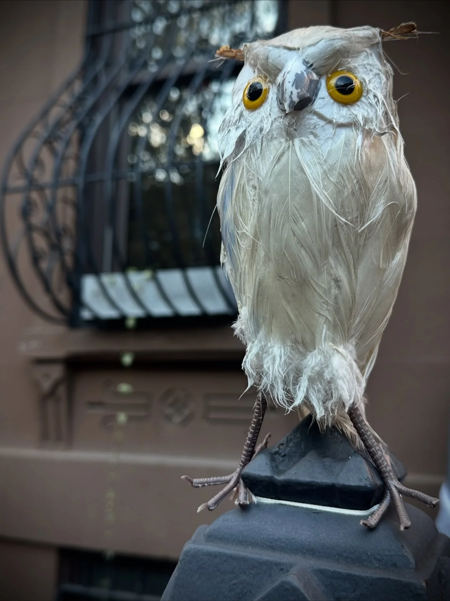 Todays&rsquo;s walk 🎃