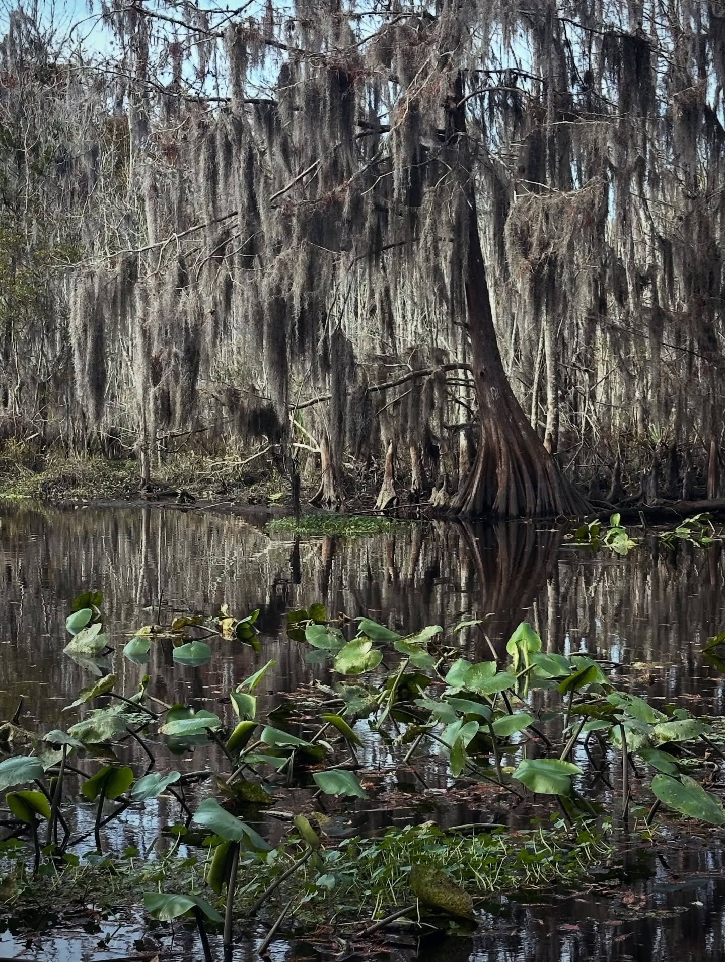 pre-turkey walk

#realflorida