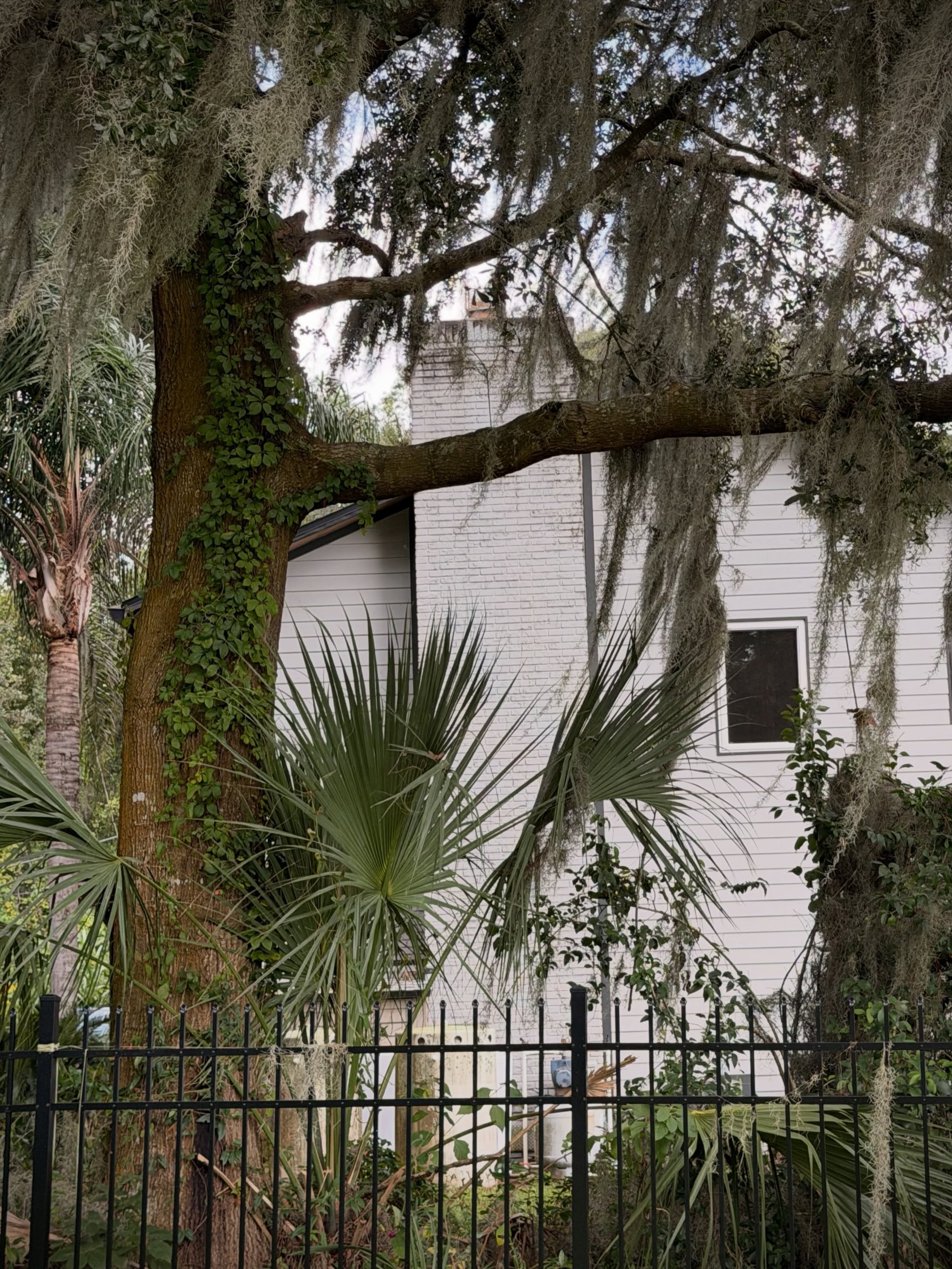 Spanish moss and resurrection ferns. Fish camps and fairy lights. And the smell of green things after the rain.

.

#realflorida