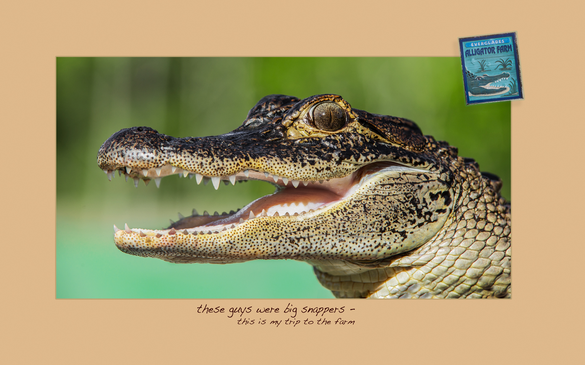 Alligator Farm_cover.jpg