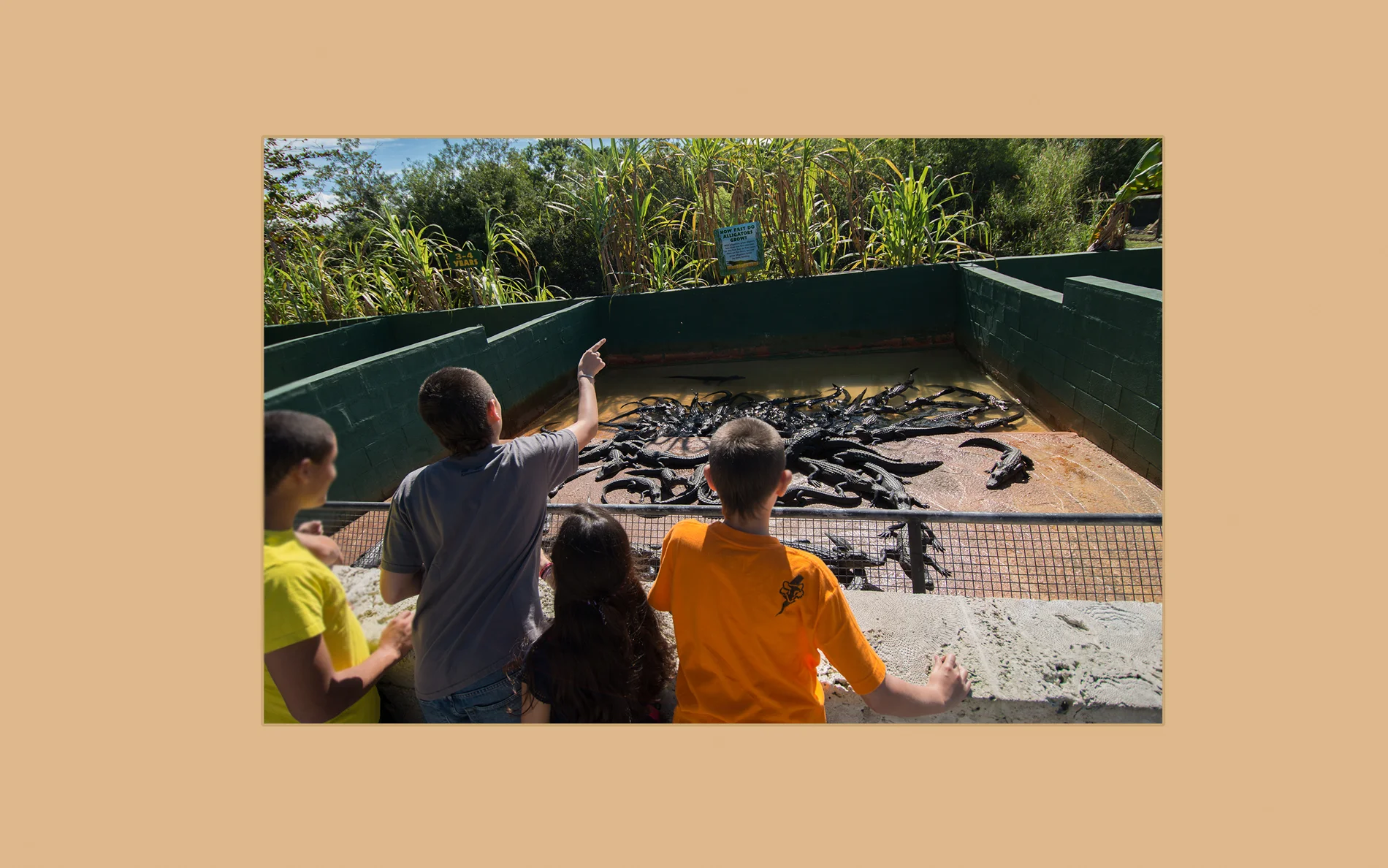 Alligator Farm_page 3.jpg