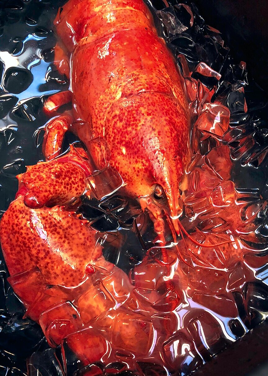 icey+lobster.jpg