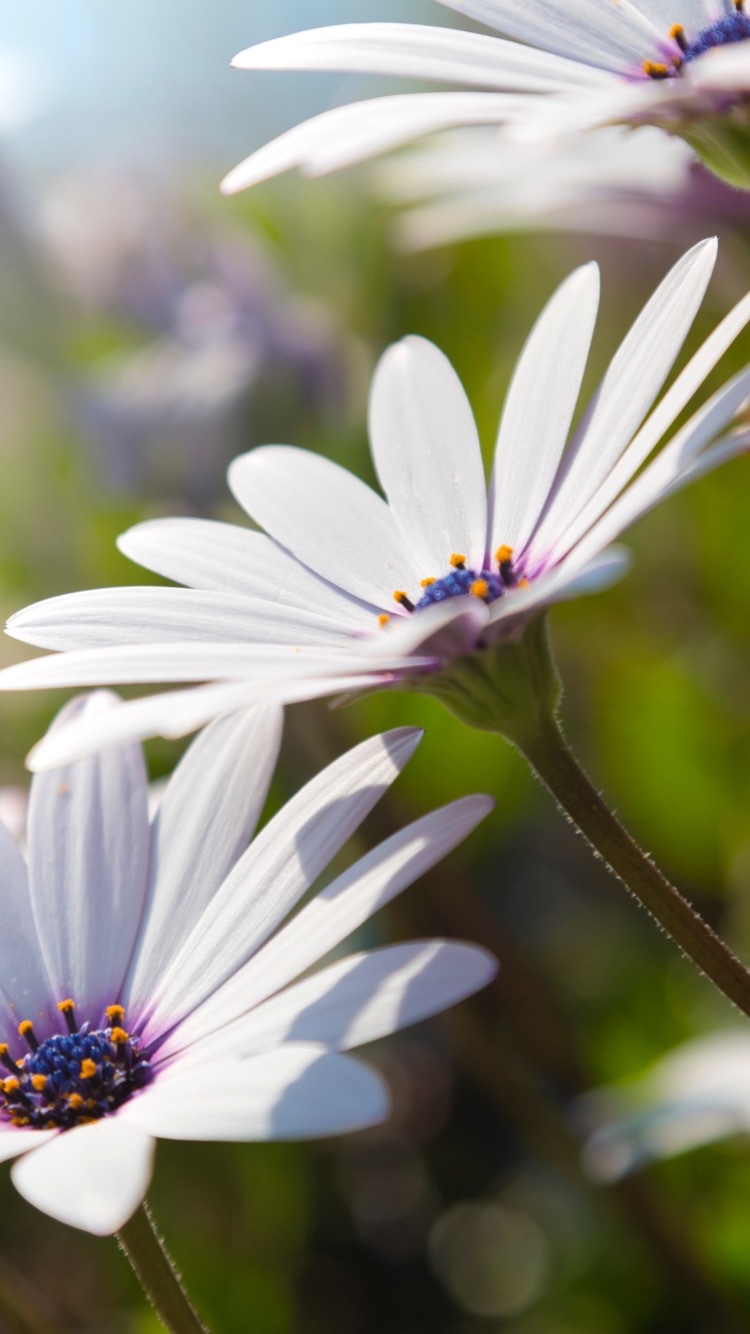 Little Blue Flower-- The Tarzana Posts 