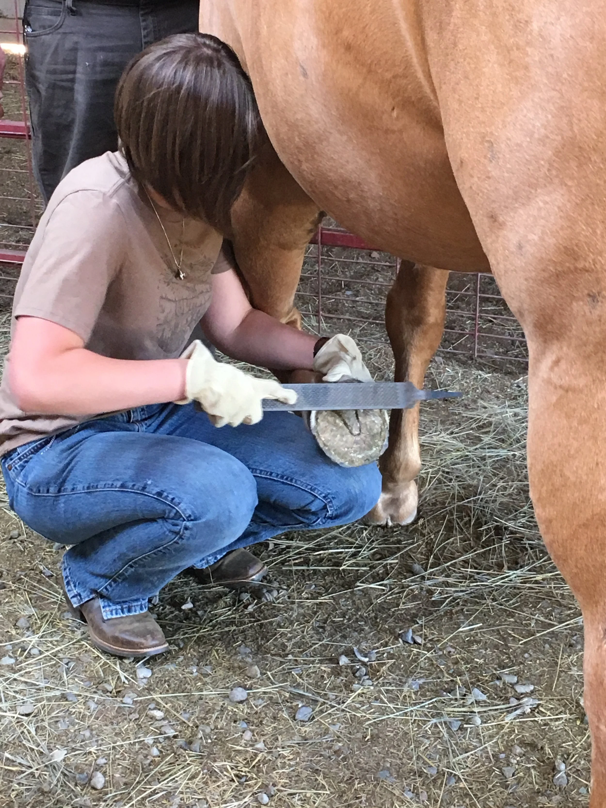 Mani/Pedi: Horse Care-- The Tarzana Posts