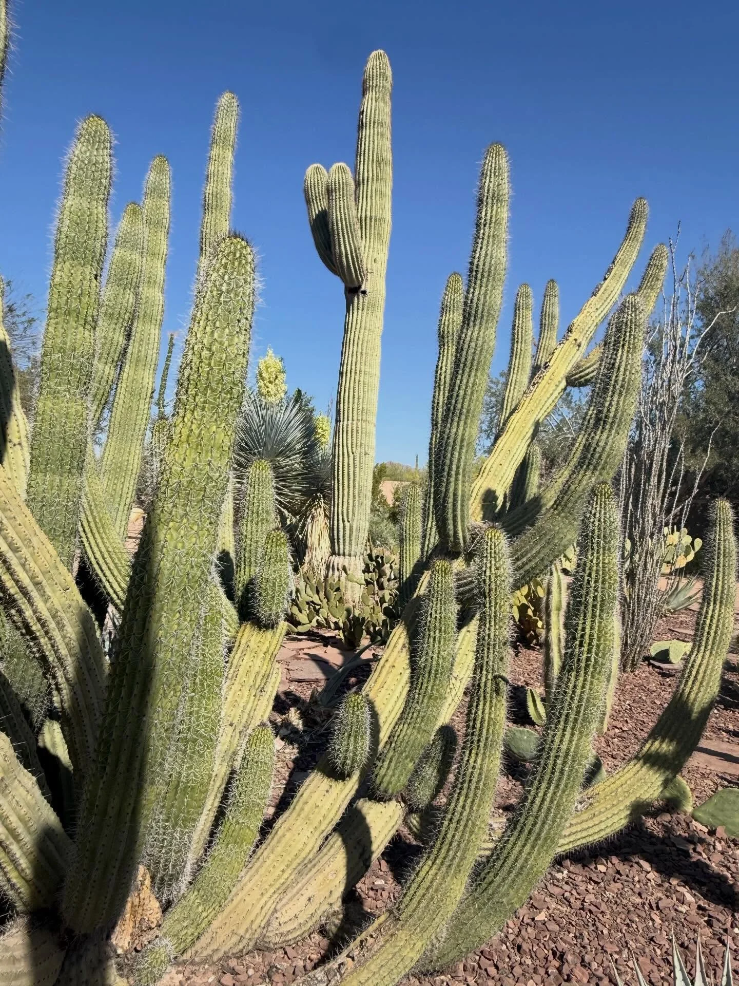 Desert Botanical Garden in Phoenix. I got lots of inspo for my new house. I loved the metal caging, rebar, and rock paths.