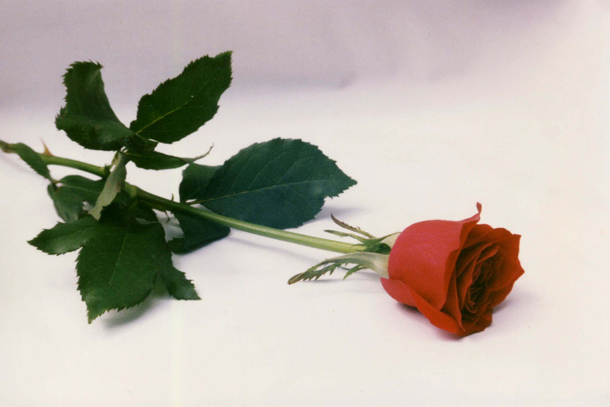 The Last Rose of Summer - Skowhegan Historical Commission