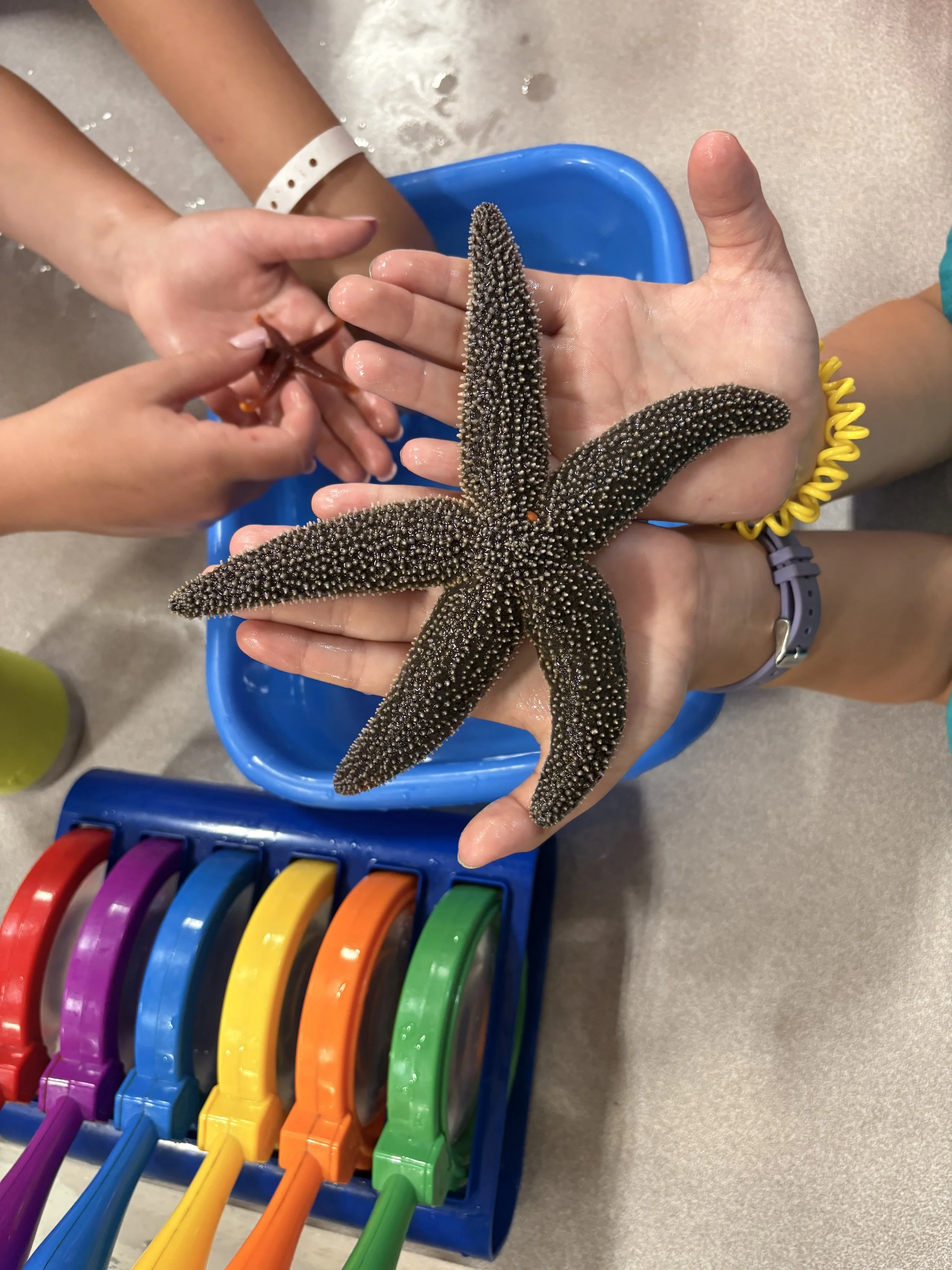 Summer Children's Program: UMaine Touch Tank