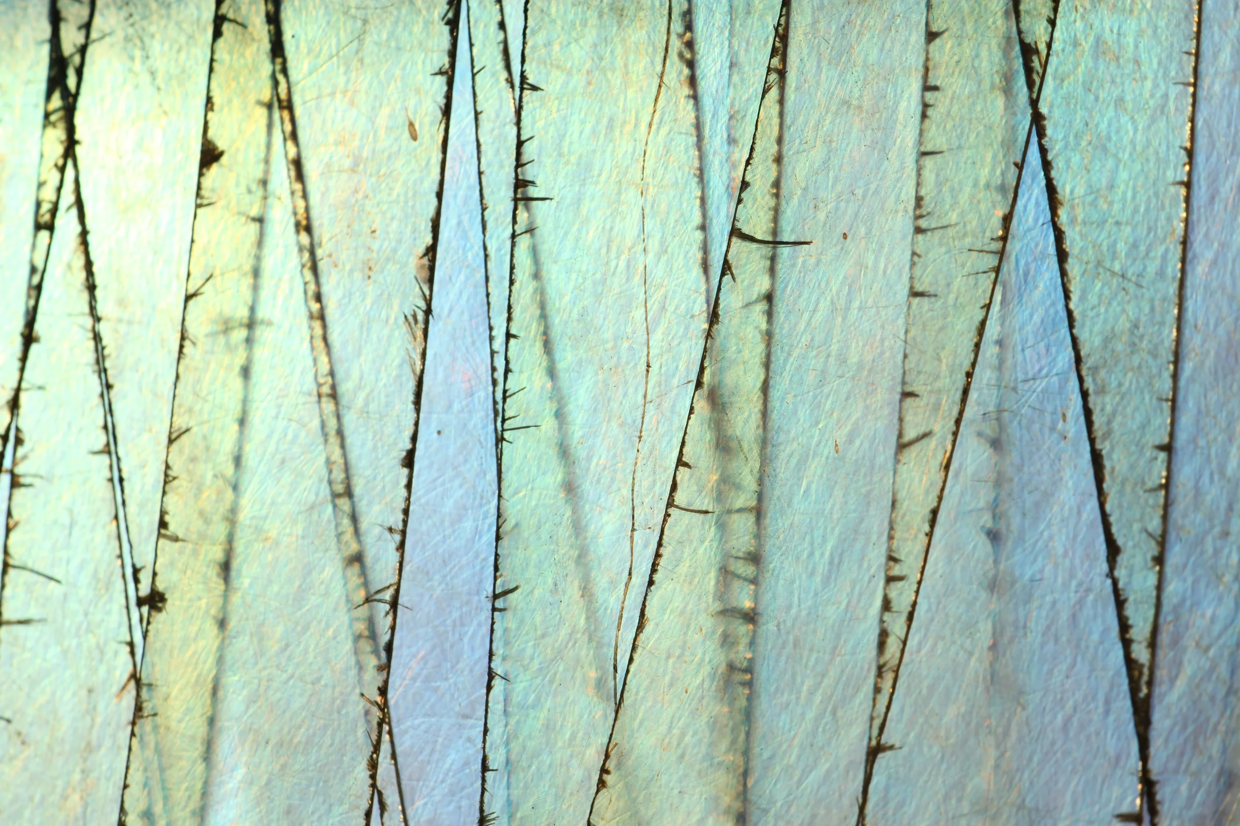 FIBERGLASS - greenhouse material study