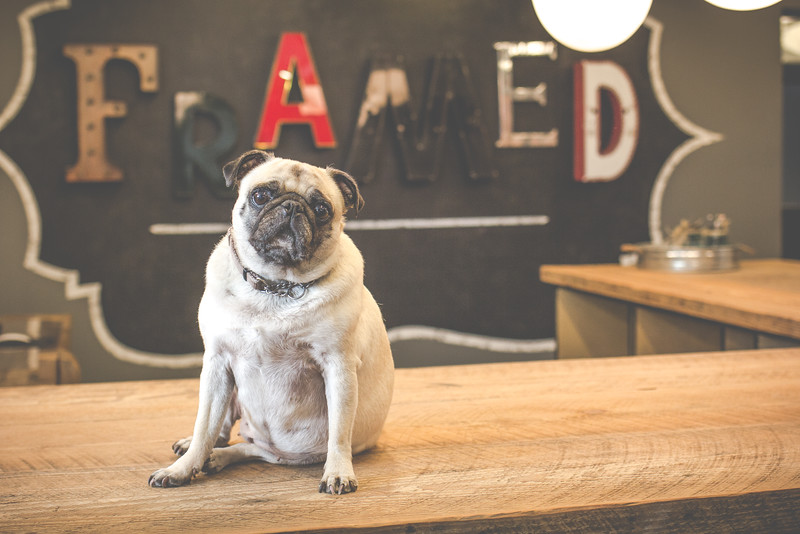 Framing Dog at Framed