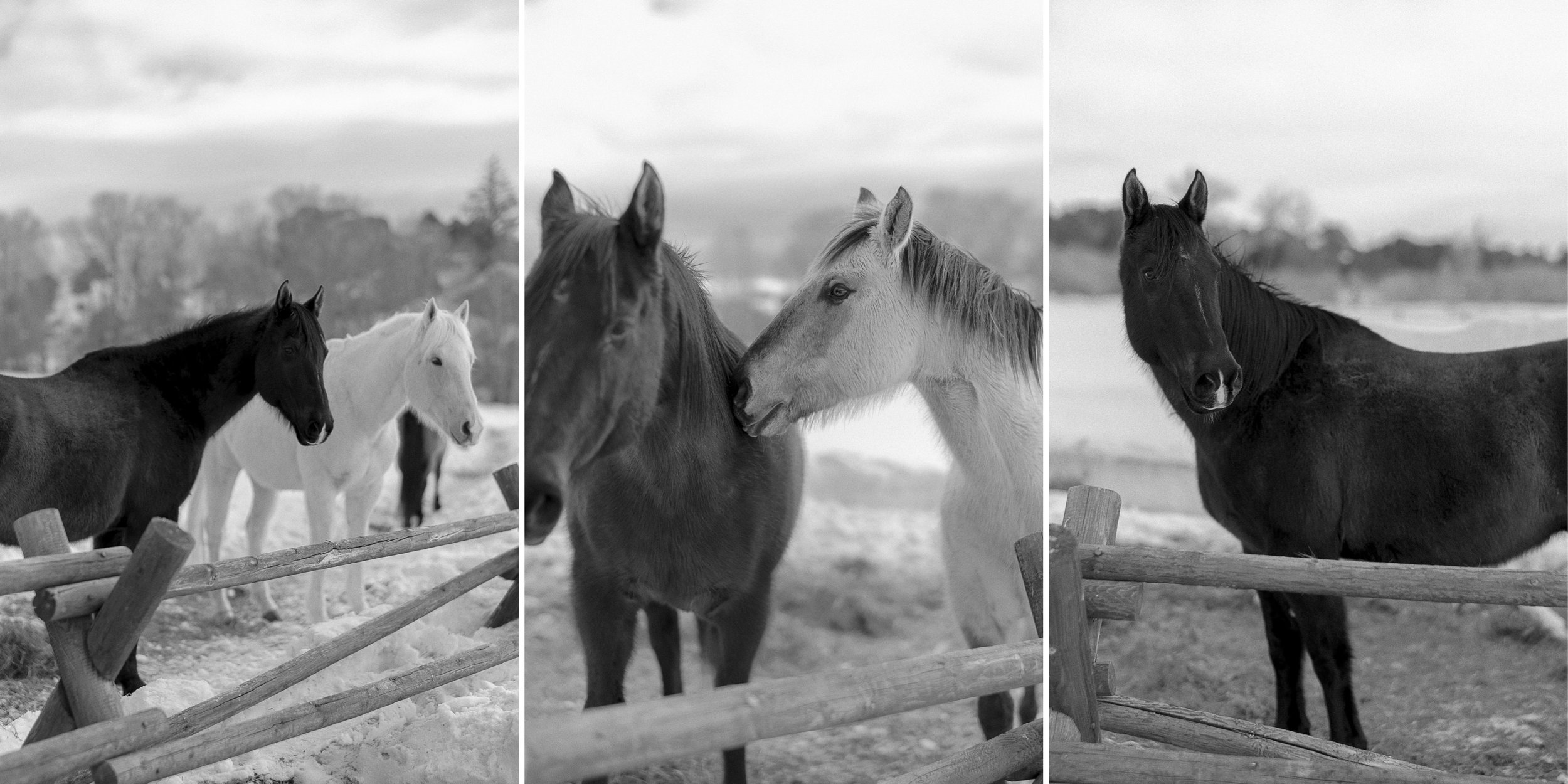 Horse Collage 3.jpg