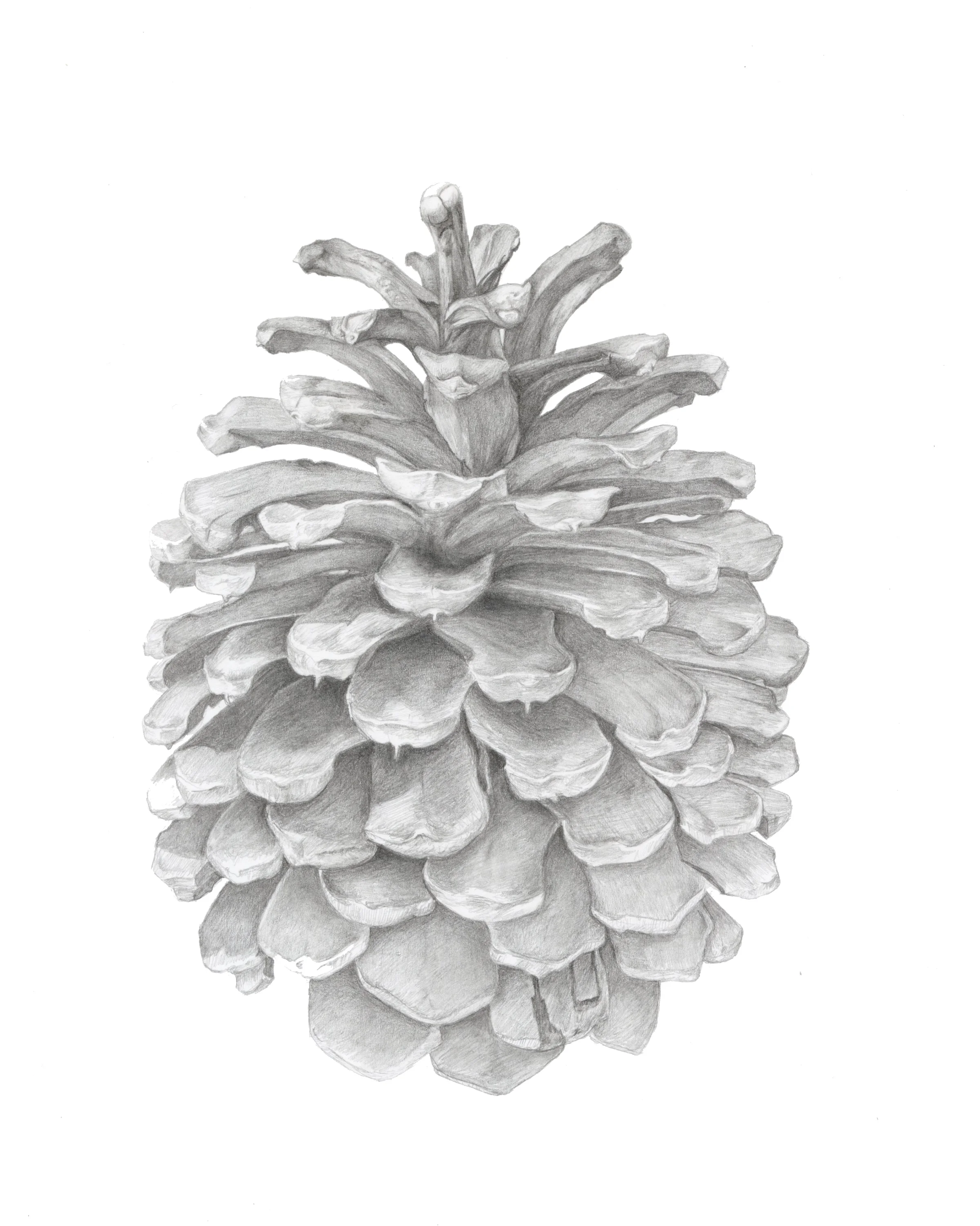 pinecone copy.png