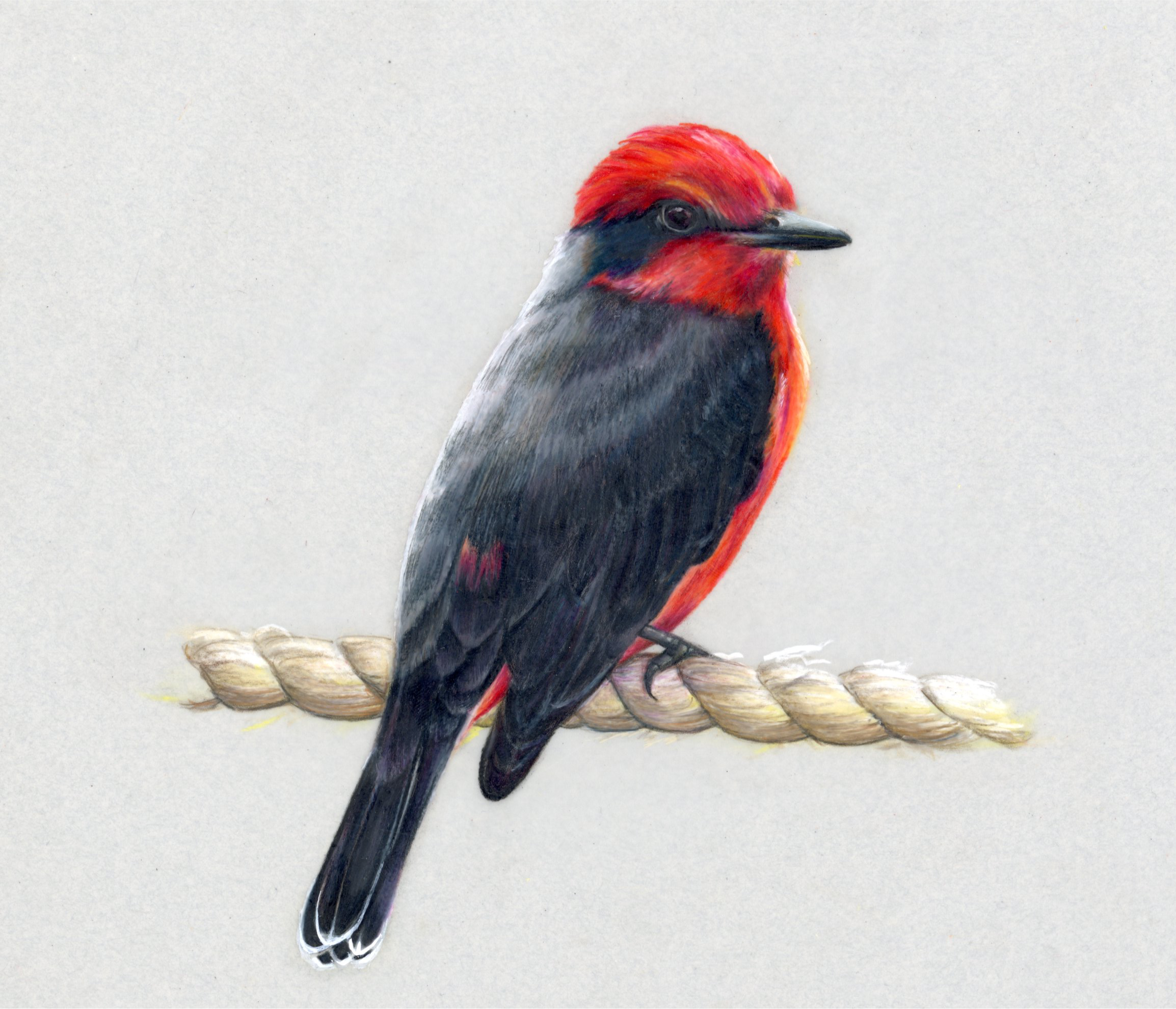 vermillion copy.png