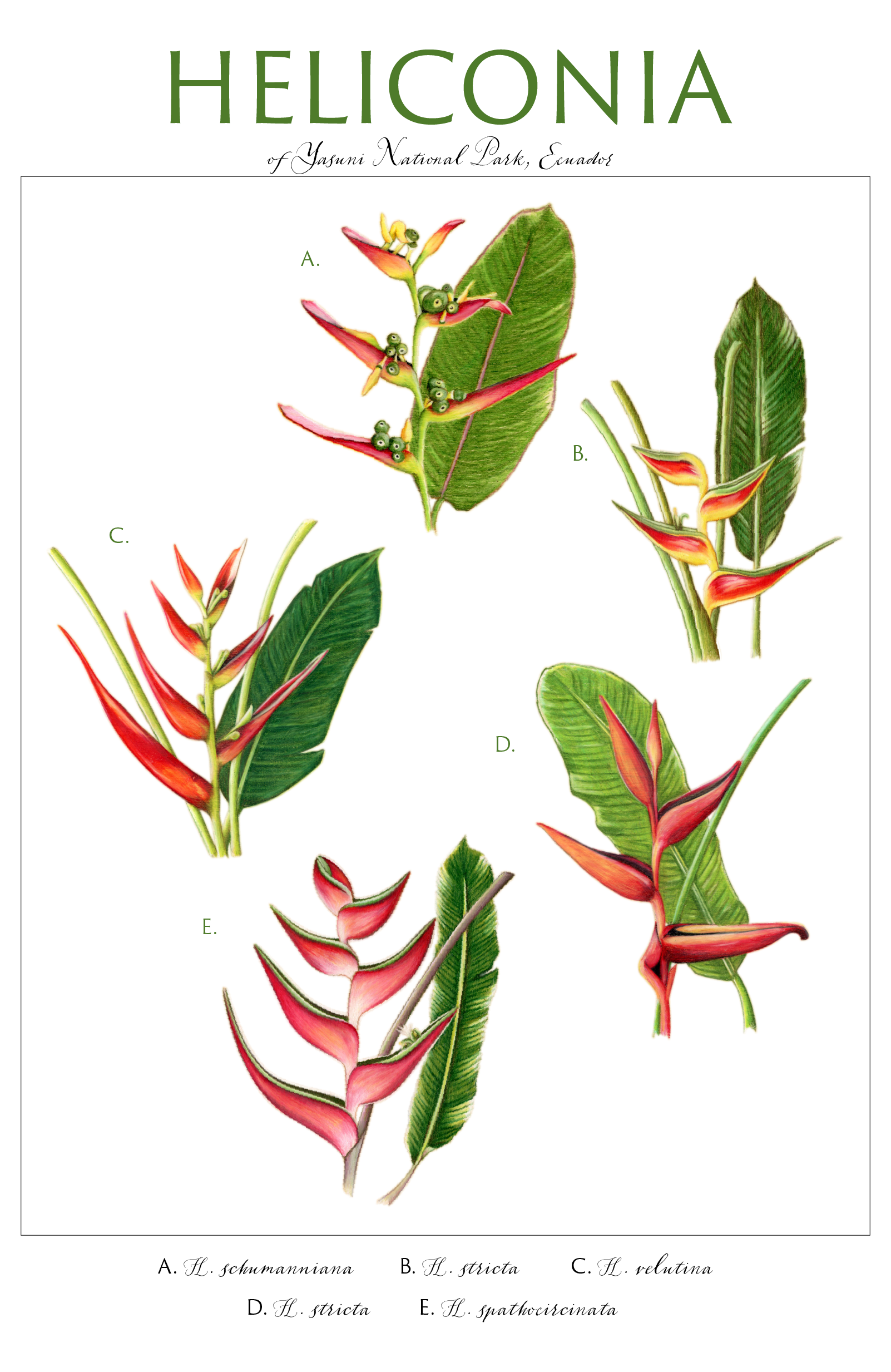 botanical field guide-01.png