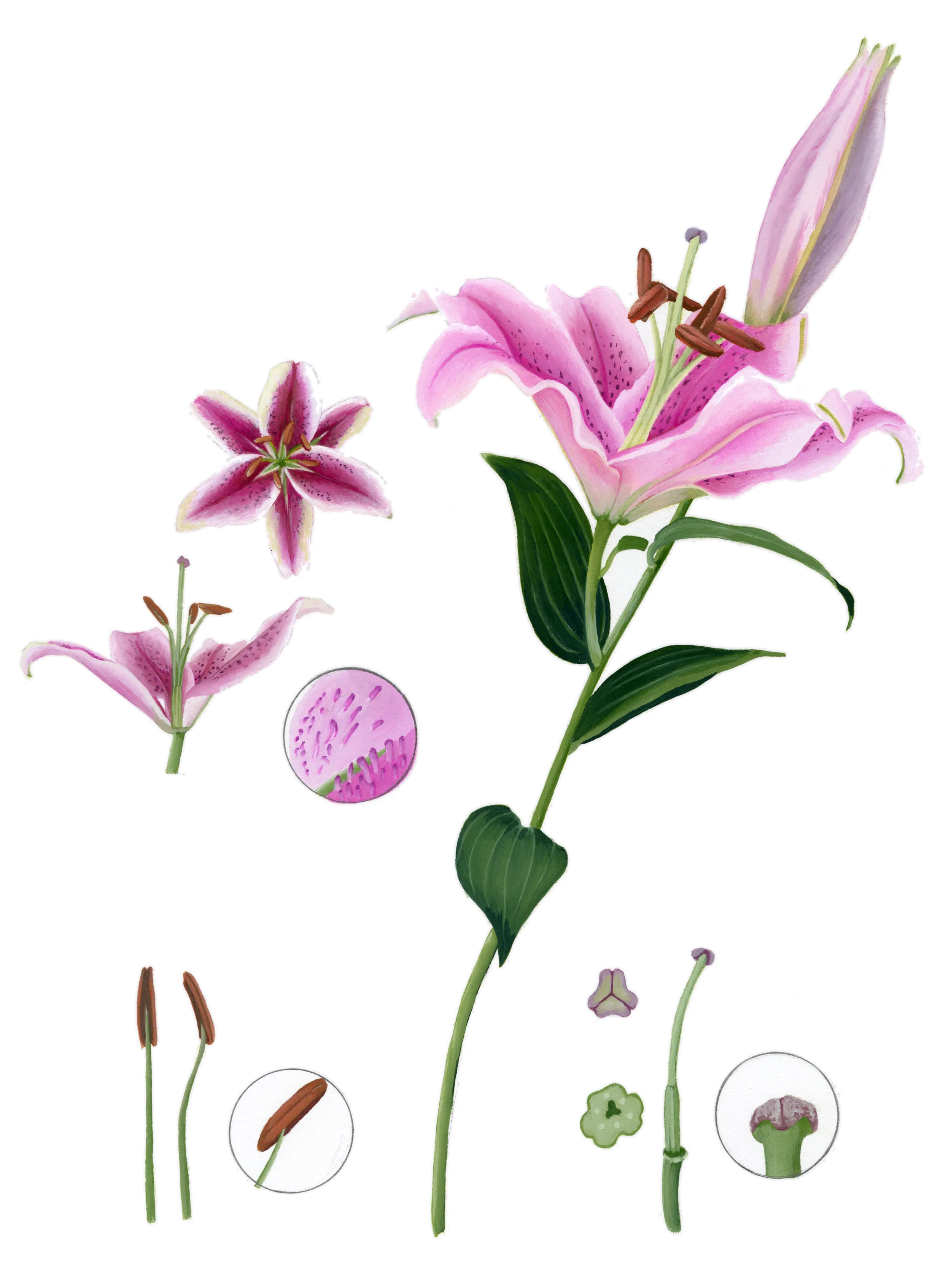 LilyColor.jpg