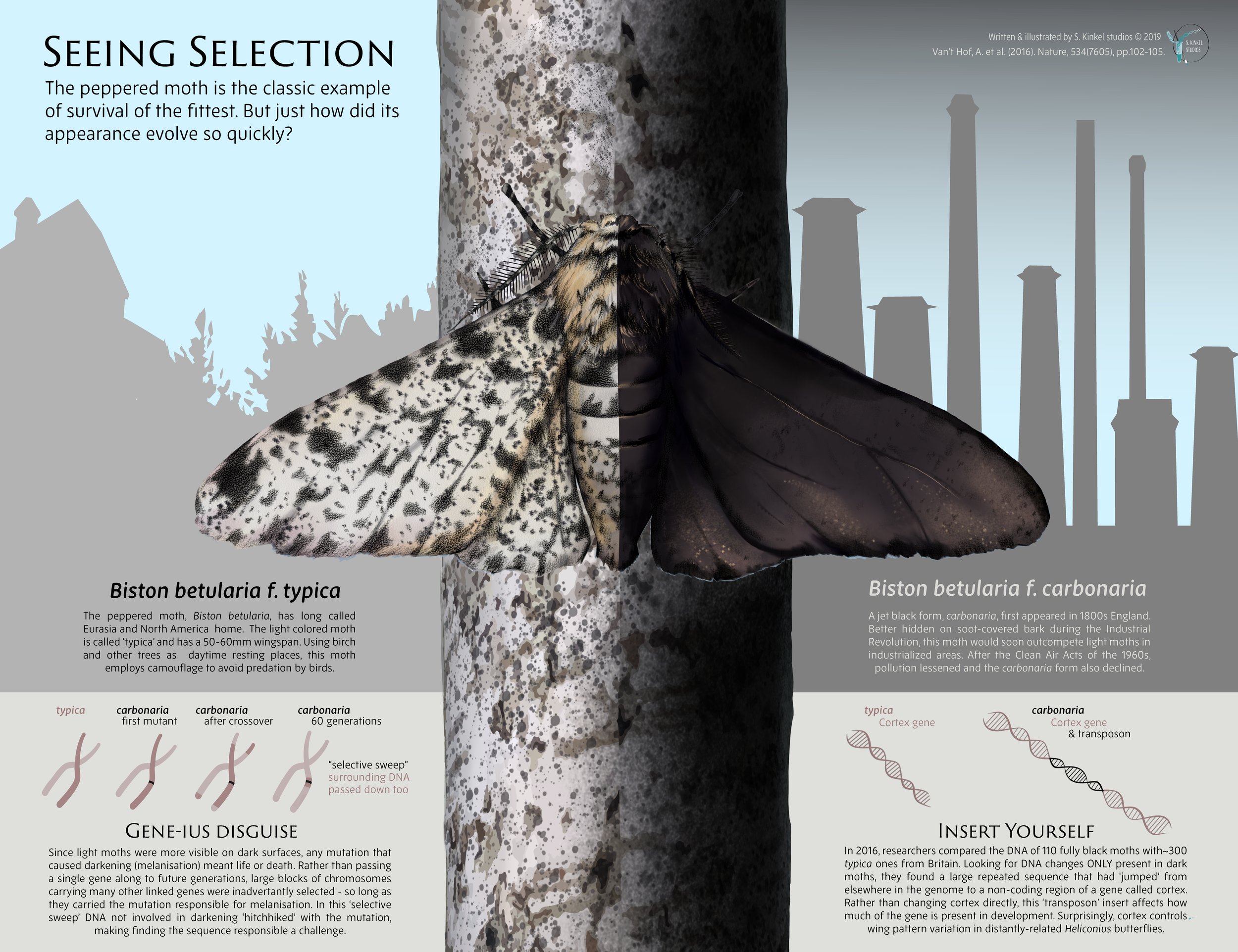 Moth_Final_Ilik_Edits3_small-01.png