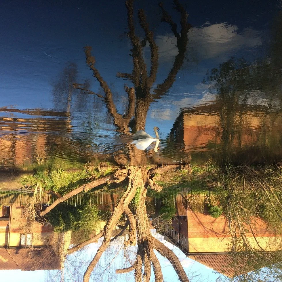 the sialnd swan small.jpg