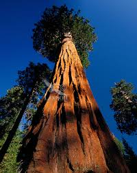 Seqoia Tree .jpeg