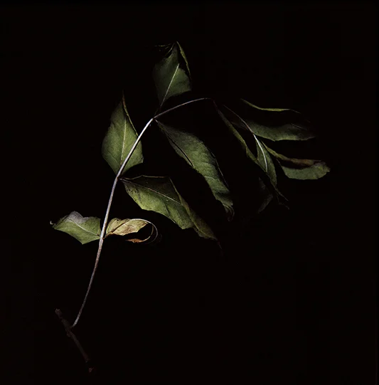 Rose Leaf