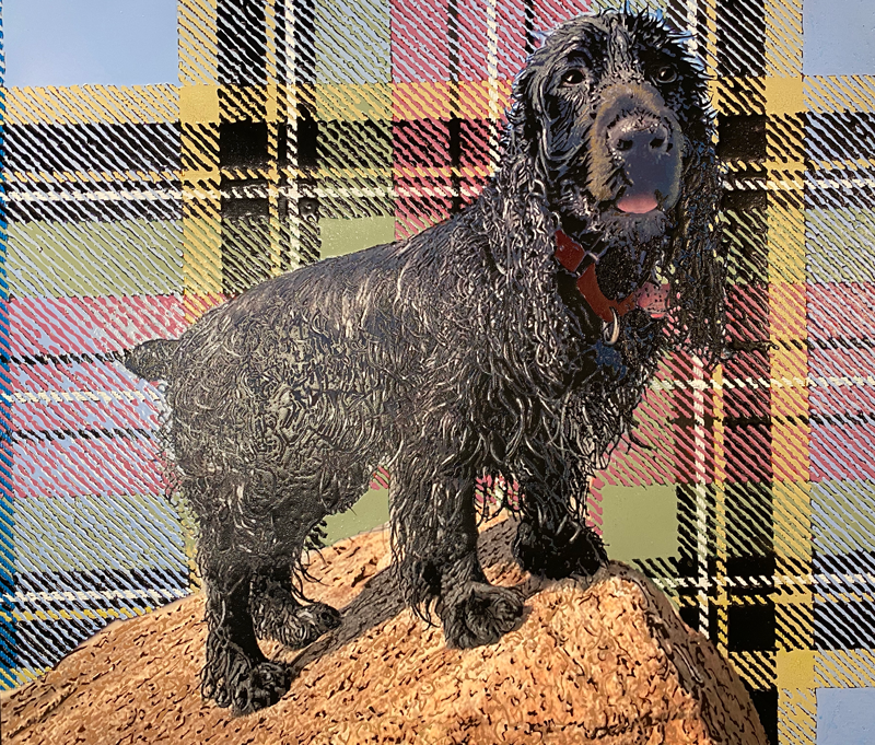 spaniel.png