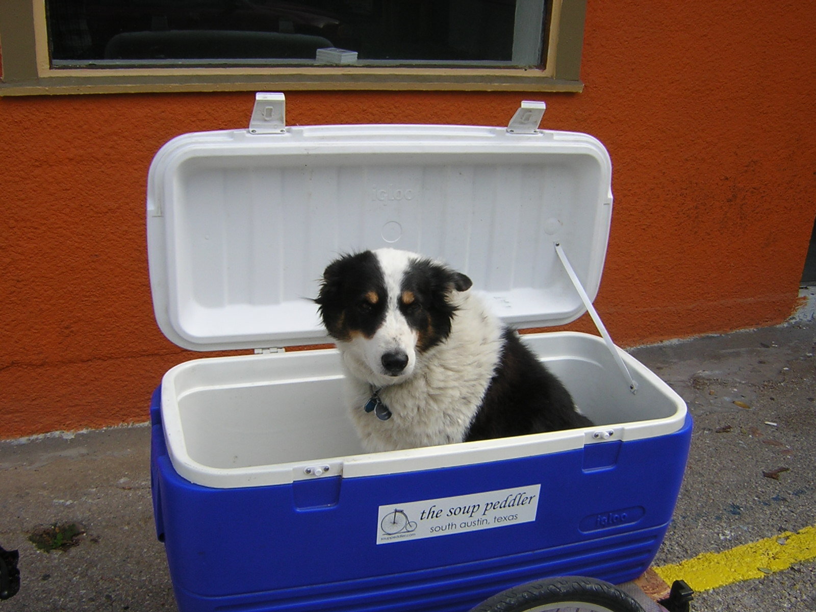 Border collie in the cooler!
